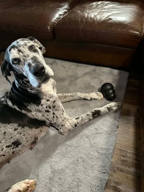 Enlarge Athena, a ADOPTABLE Great Dane in Pensacola, FL image 4/6