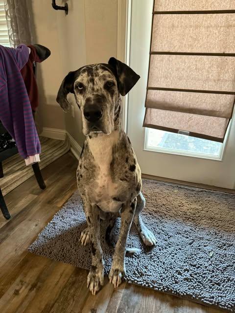 Athena, ADOPTABLE, Adult Female Great Dane.