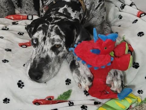 Enlarge Athena, a ADOPTABLE Great Dane in Pensacola, FL image 6/6