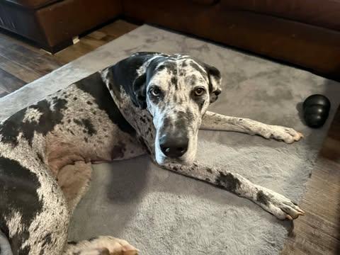 Enlarge Athena, a ADOPTABLE Great Dane in Pensacola, FL image 5/6