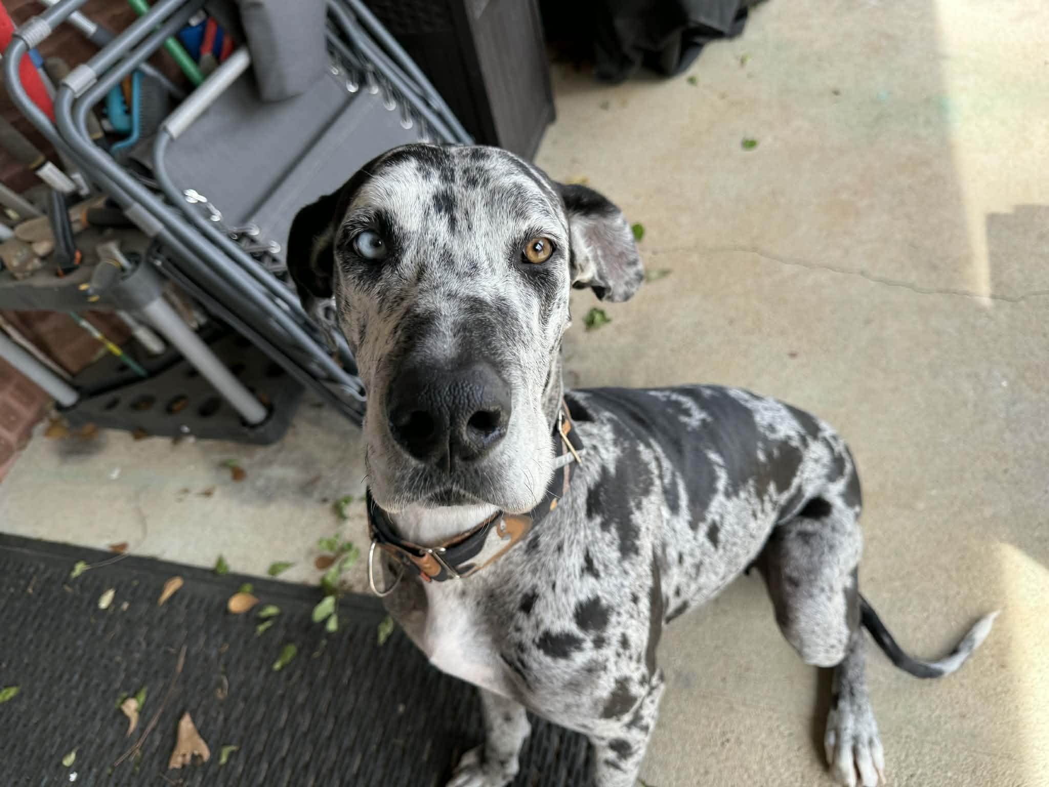 Enlarge Athena, a ADOPTABLE Great Dane in Pensacola, FL image 3/6