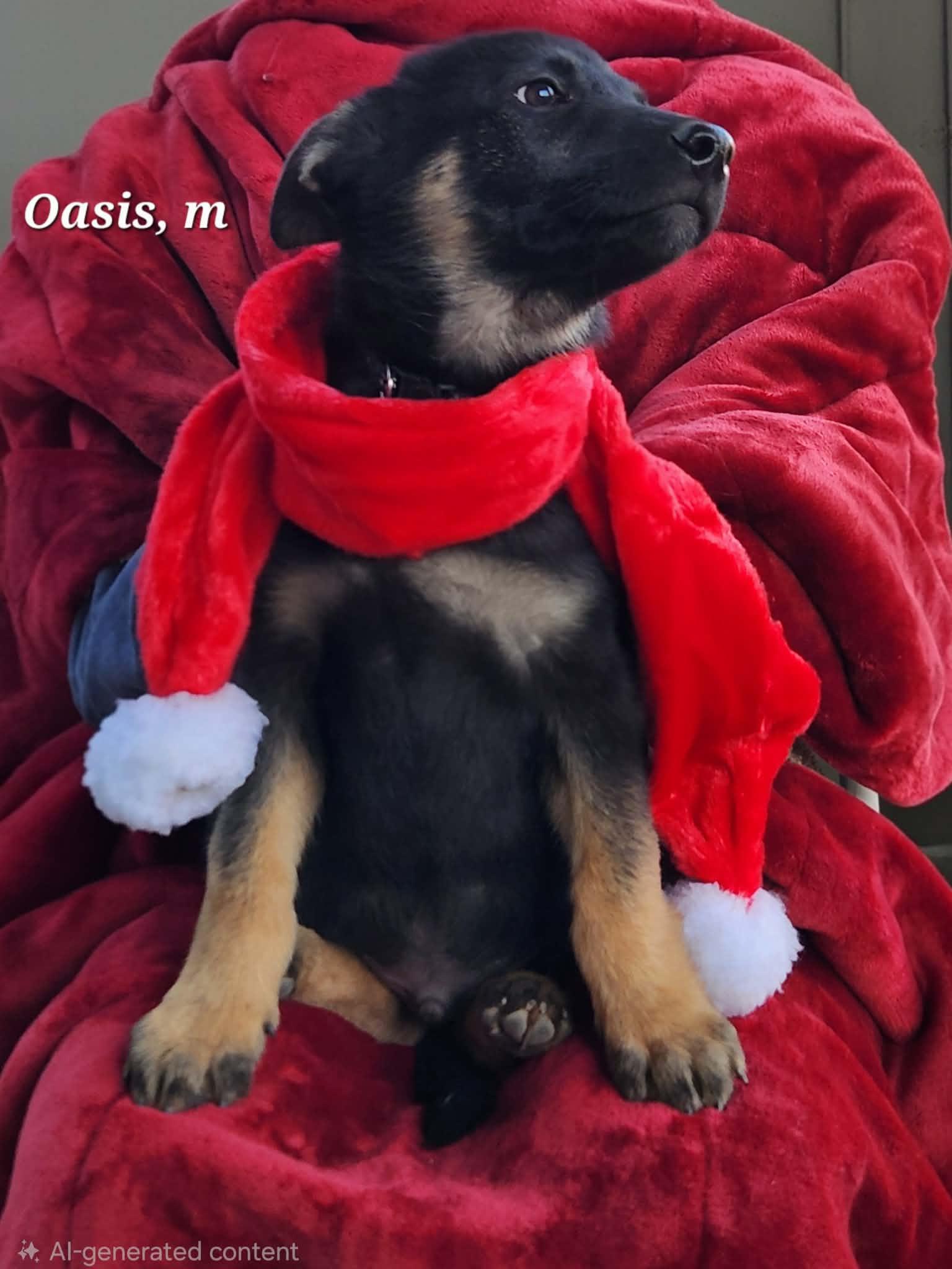 Enlarge Oasis, a Adoptable mixed breed in Yreka, CA image 1/3