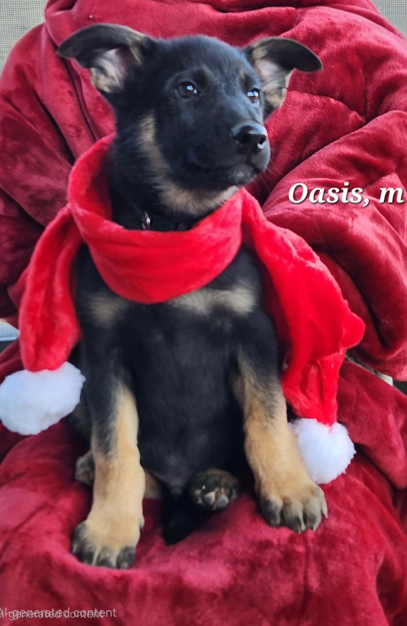 Enlarge Oasis, a Adoptable mixed breed in Yreka, CA image 2/3