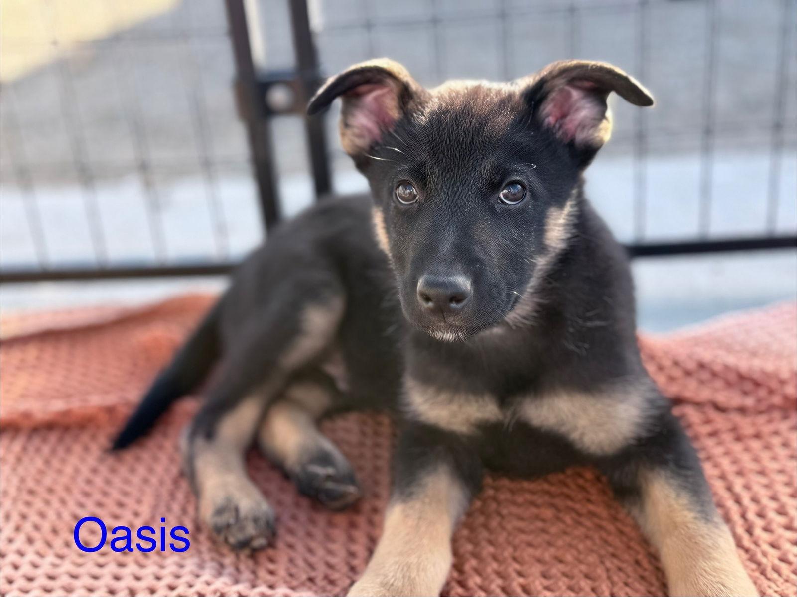 Enlarge Oasis, a Adoptable mixed breed in Yreka, CA image 3/3