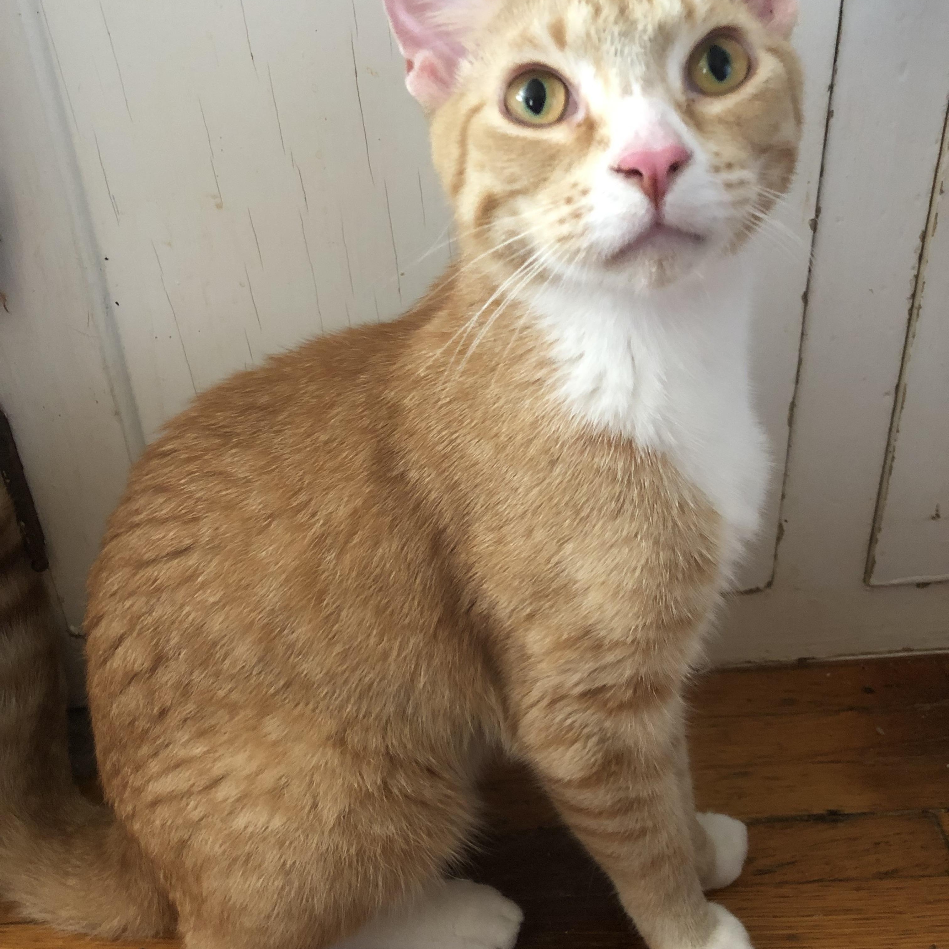 Enlarge Shorty & Mittens, a Adoptable Domestic Short Hair in Nerstrand, MN image 1/4