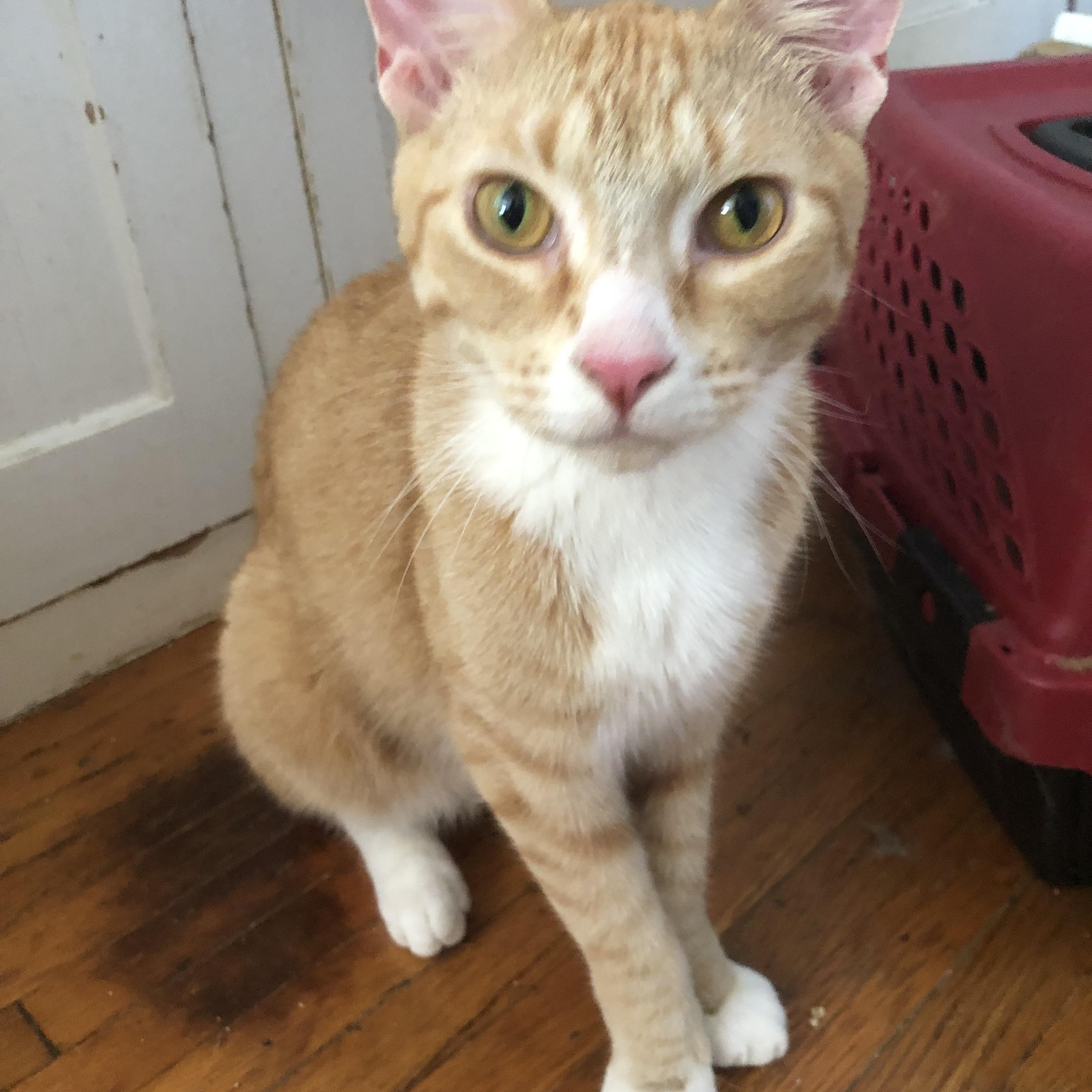 Enlarge Shorty & Mittens, a Adoptable Domestic Short Hair in Nerstrand, MN image 2/4