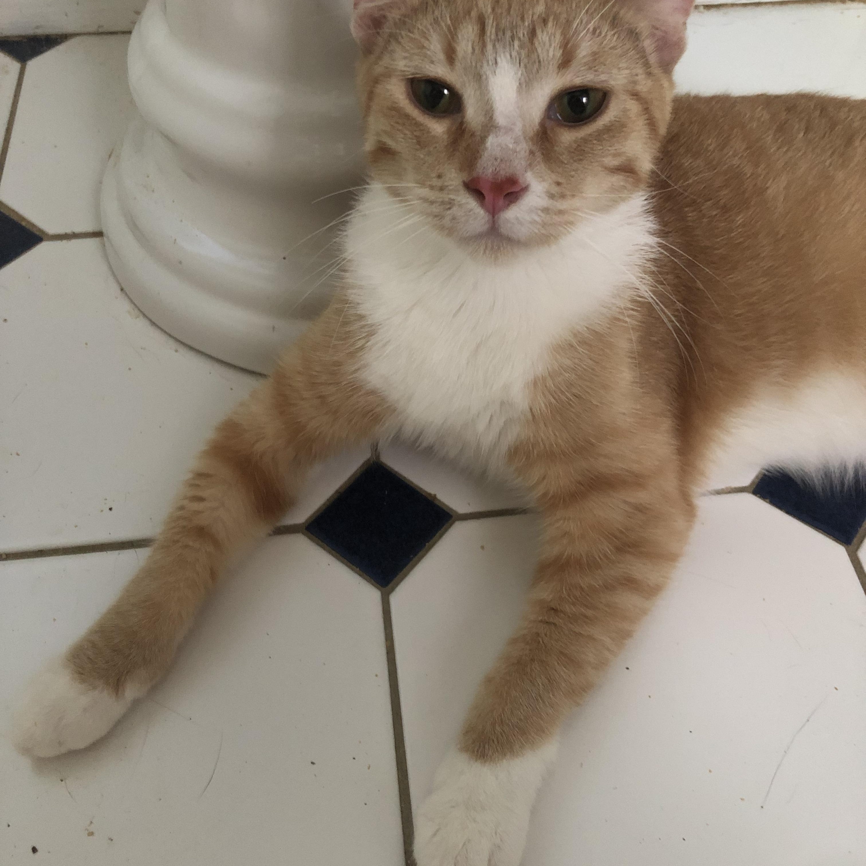 Enlarge Shorty & Mittens, a Adoptable Domestic Short Hair in Nerstrand, MN image 4/4