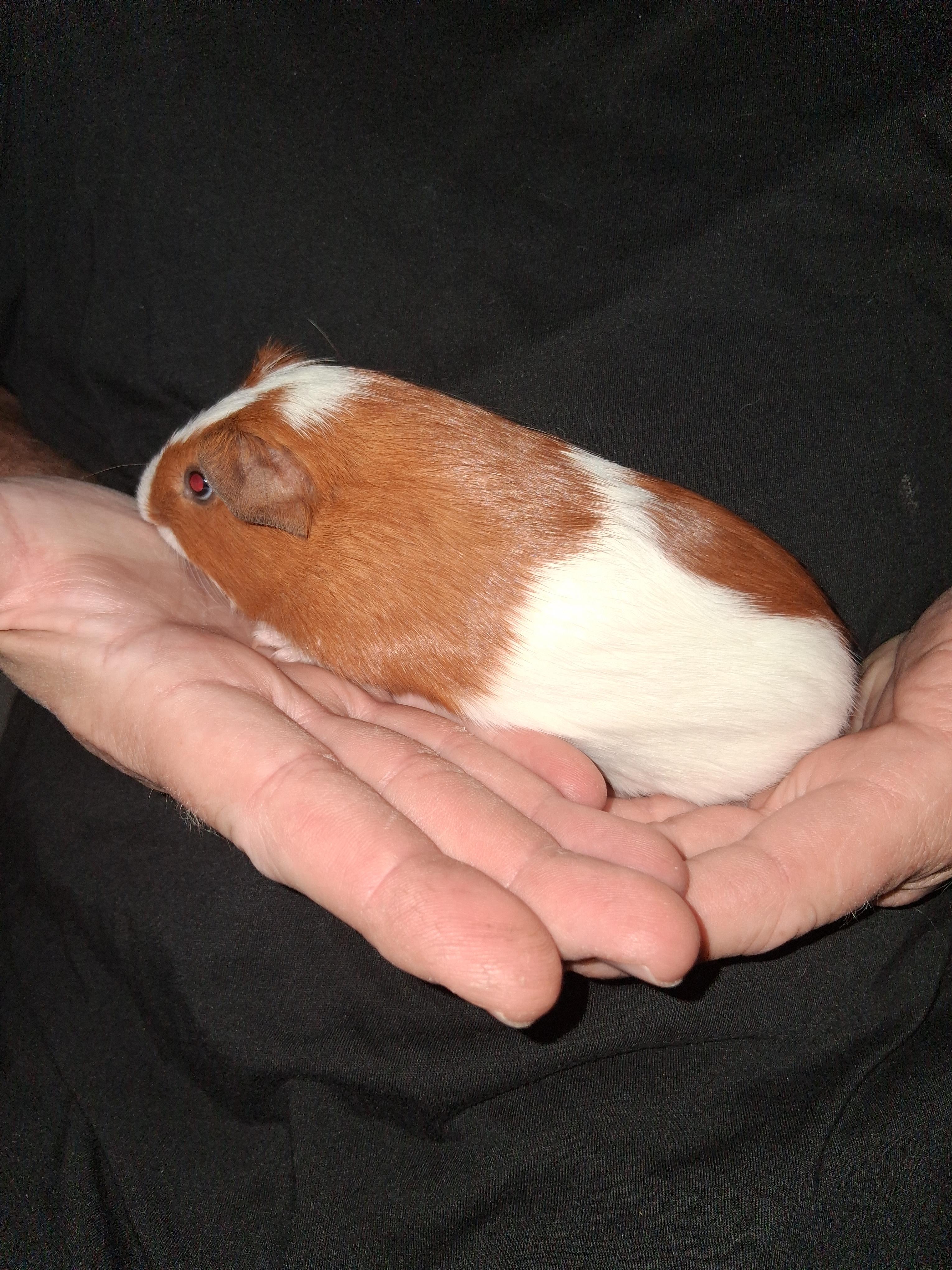 Tanner, Adoptable, Baby Male Guinea Pig.