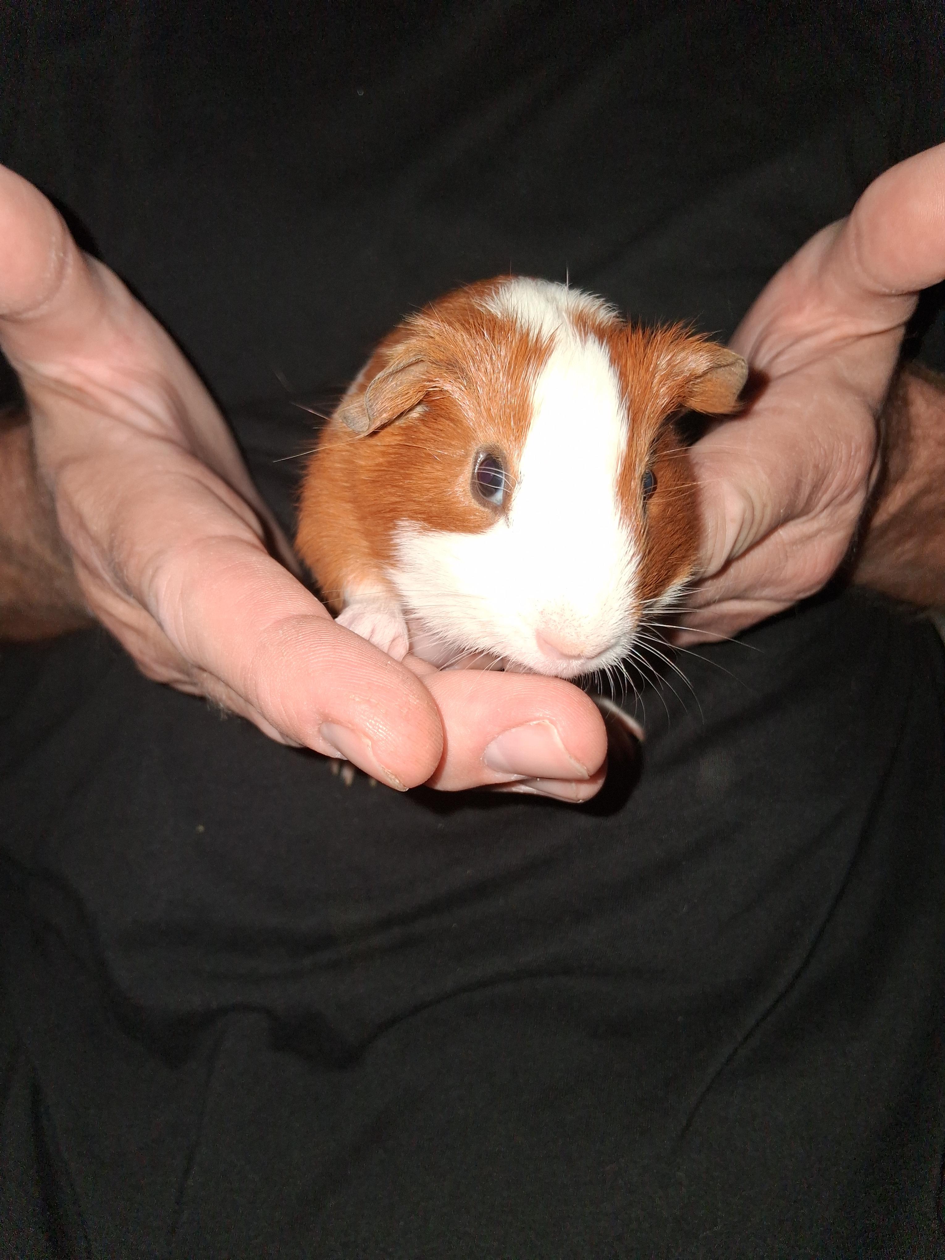 Tanner, a Adoptable Guinea Pig in Shelby Township, MI image 2/3