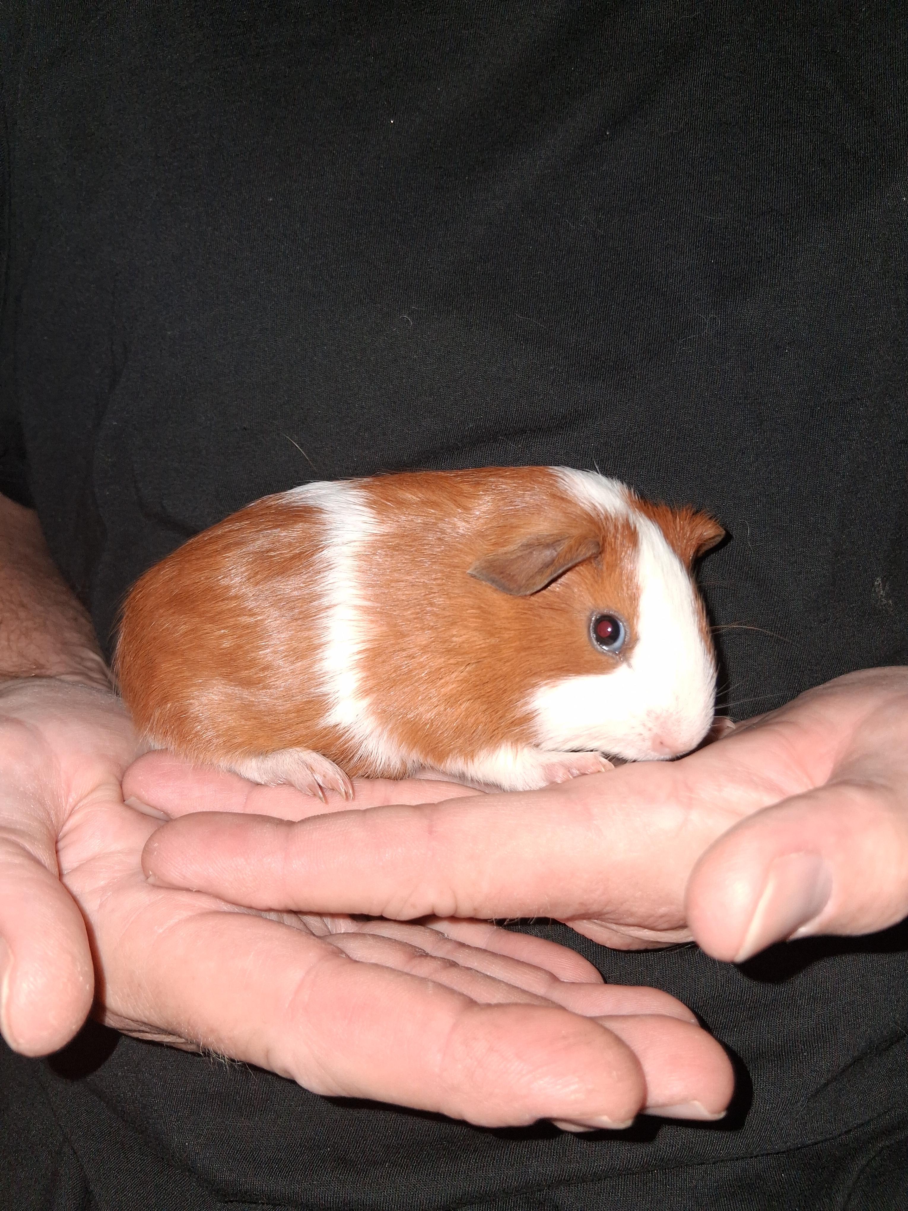 Tanner, a Adoptable Guinea Pig in Shelby Township, MI image 3/3