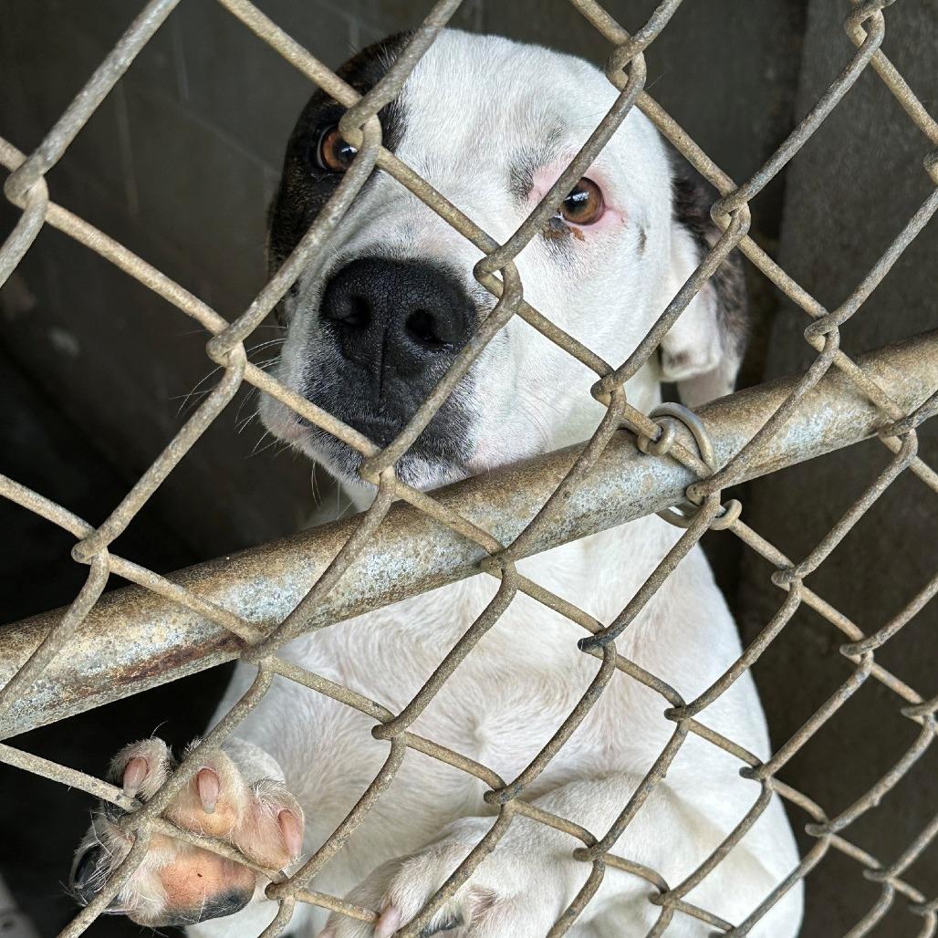 Cotton, Adoptable, Young Male Pit Bull Terrier.