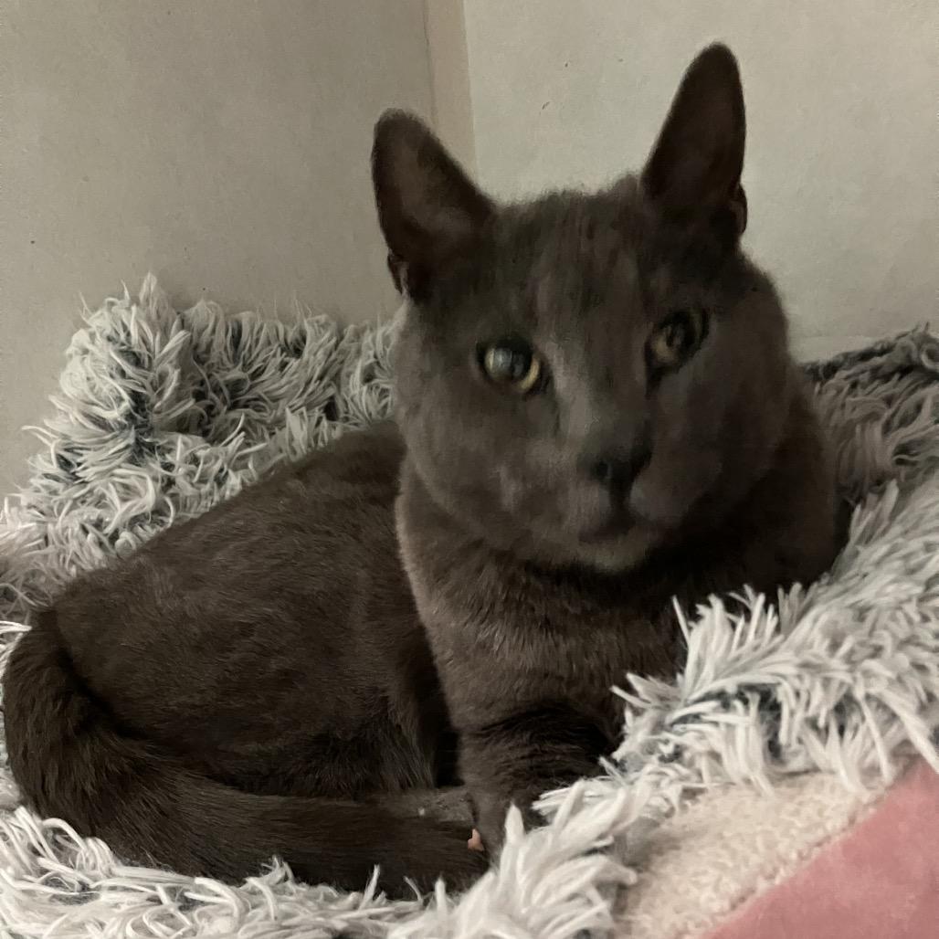 French TL, a Adoptable Domestic Short Hair in Westport, CT image 1/5