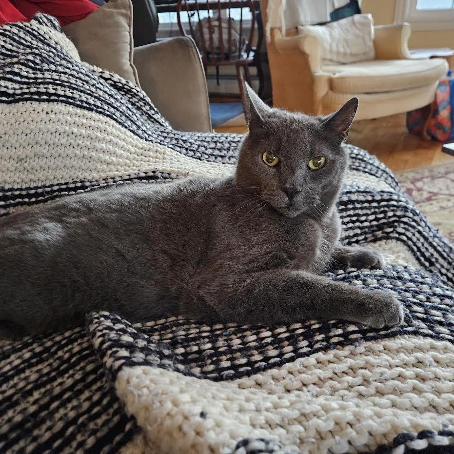 French TL, Adoptable, Adult Male Domestic Short Hair.