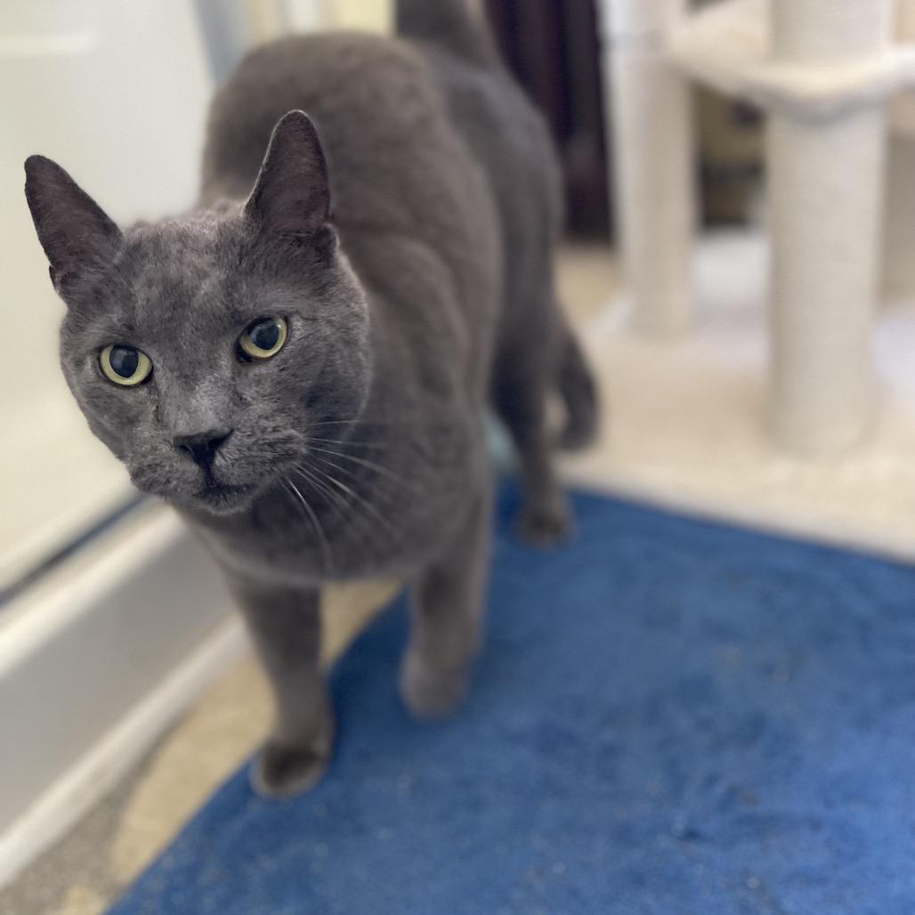 French TL, a Adoptable Domestic Short Hair in Westport, CT image 2/5