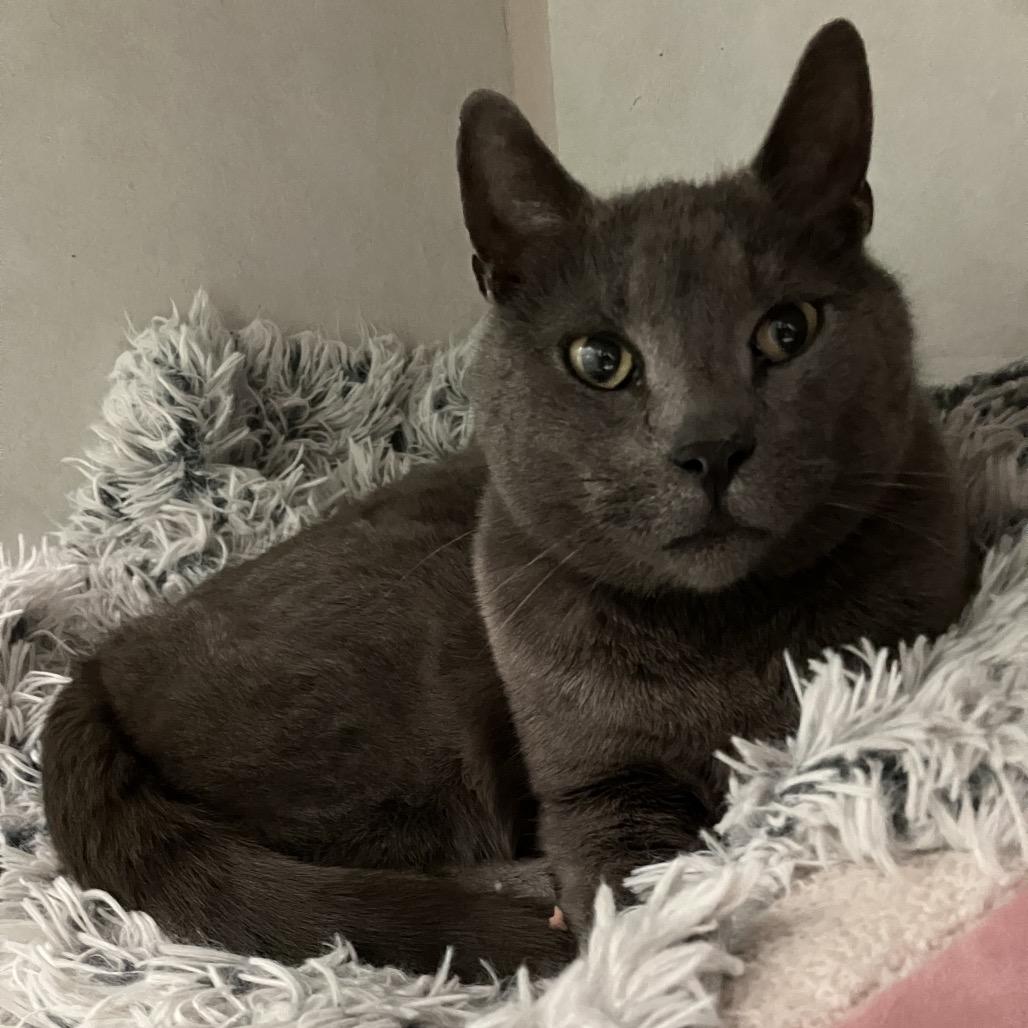 French TL, a Adoptable Domestic Short Hair in Westport, CT image 3/5