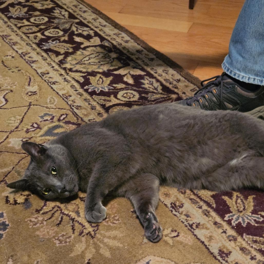 Enlarge French TL, a Adoptable Domestic Short Hair in Westport, CT image 4/6