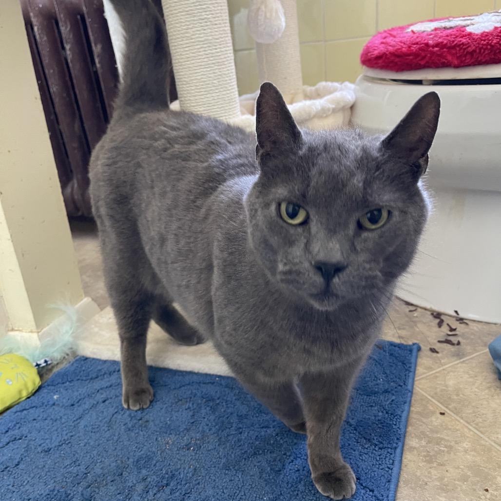 French TL, a Adoptable Domestic Short Hair in Westport, CT image 4/5