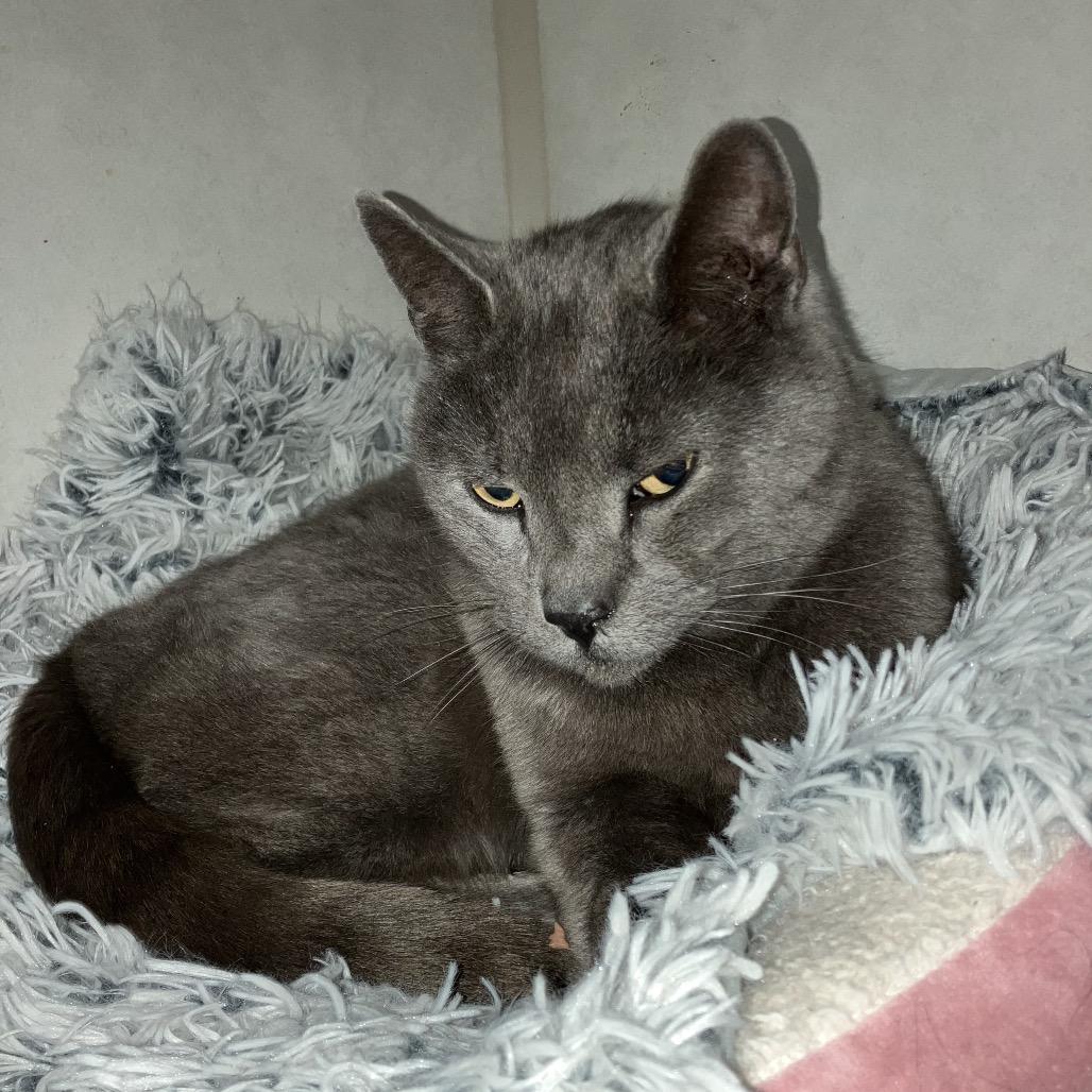 French TL, a Adoptable Domestic Short Hair in Westport, CT image 5/5