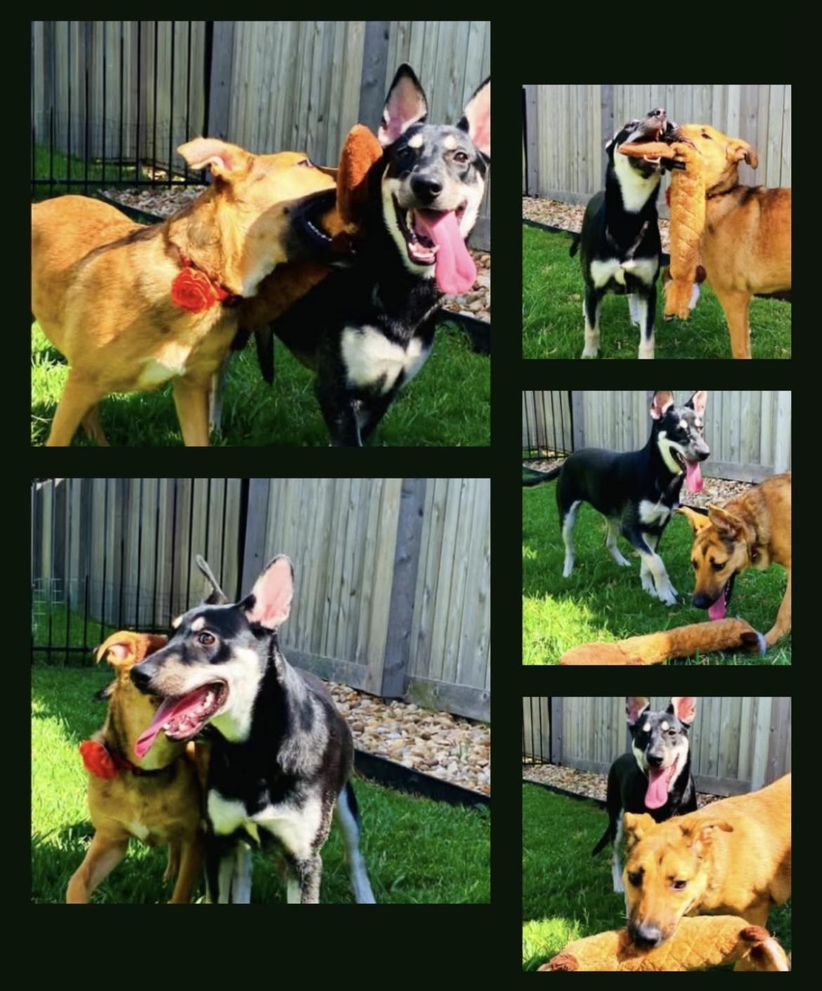 Blesyn, Adopted, Puppy Female German Shepherd Dog & Labrador Retriever.