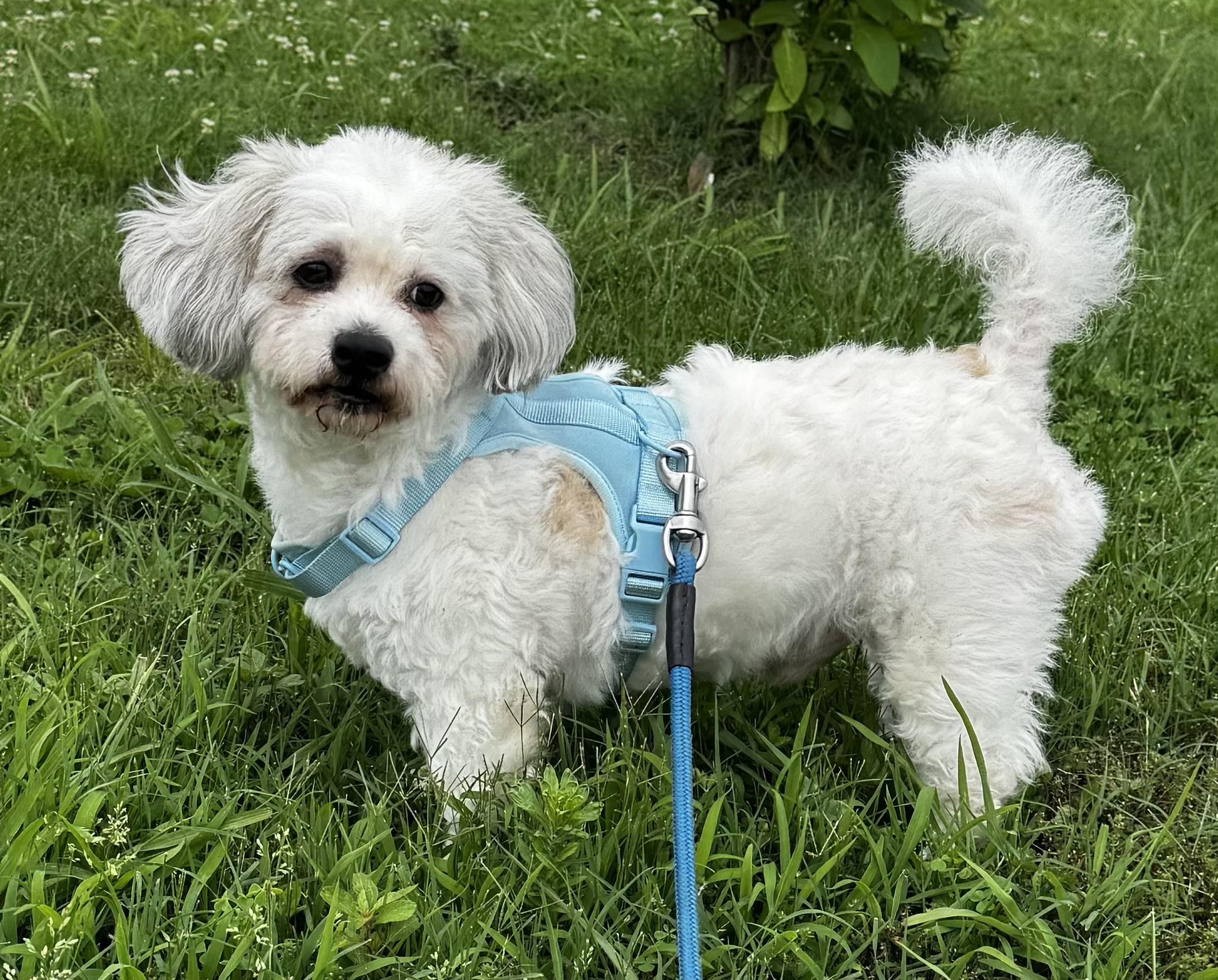 Enlarge Max, a Adopted mixed breed in Knoxville, TN image 1/4