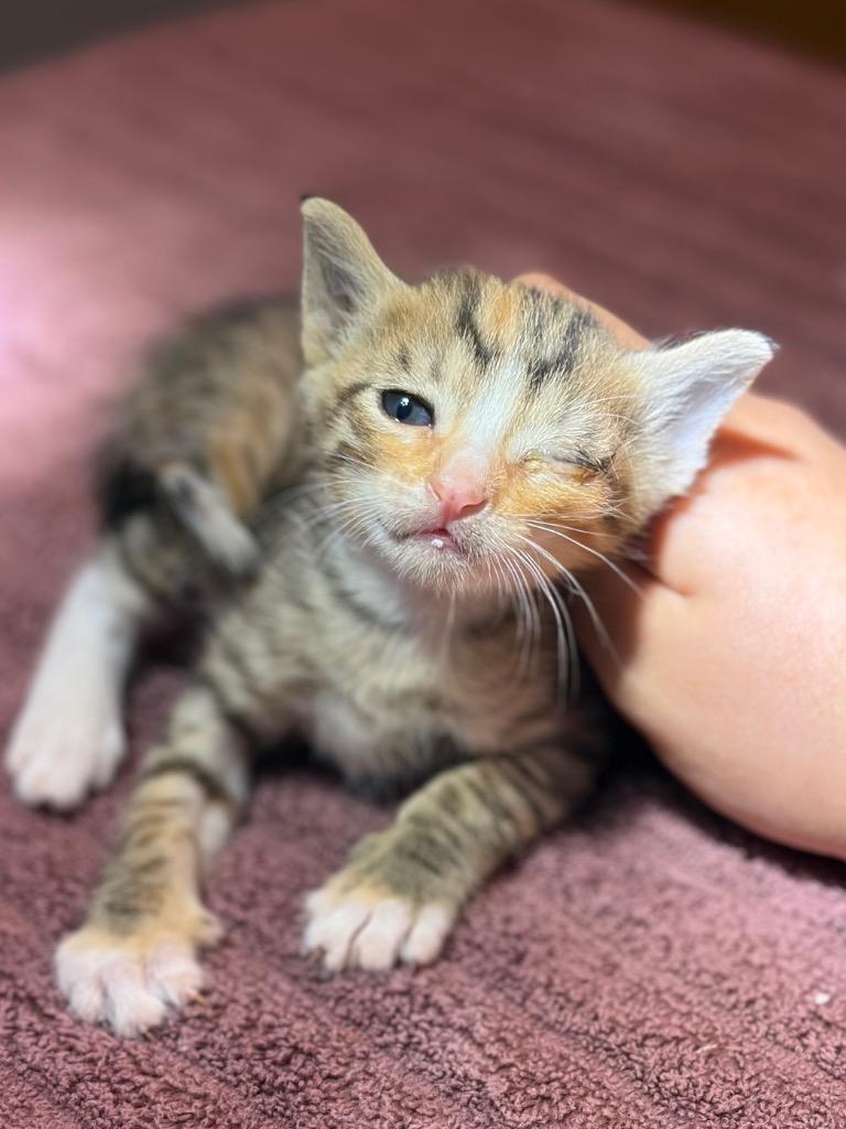 Enlarge Trix, a Adoptable Calico in Lockhart, TX image 1/1