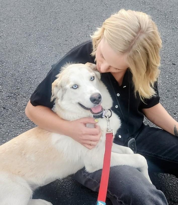 Eva, Adoptable, Adult Female Labrador Retriever & Siberian Husky.