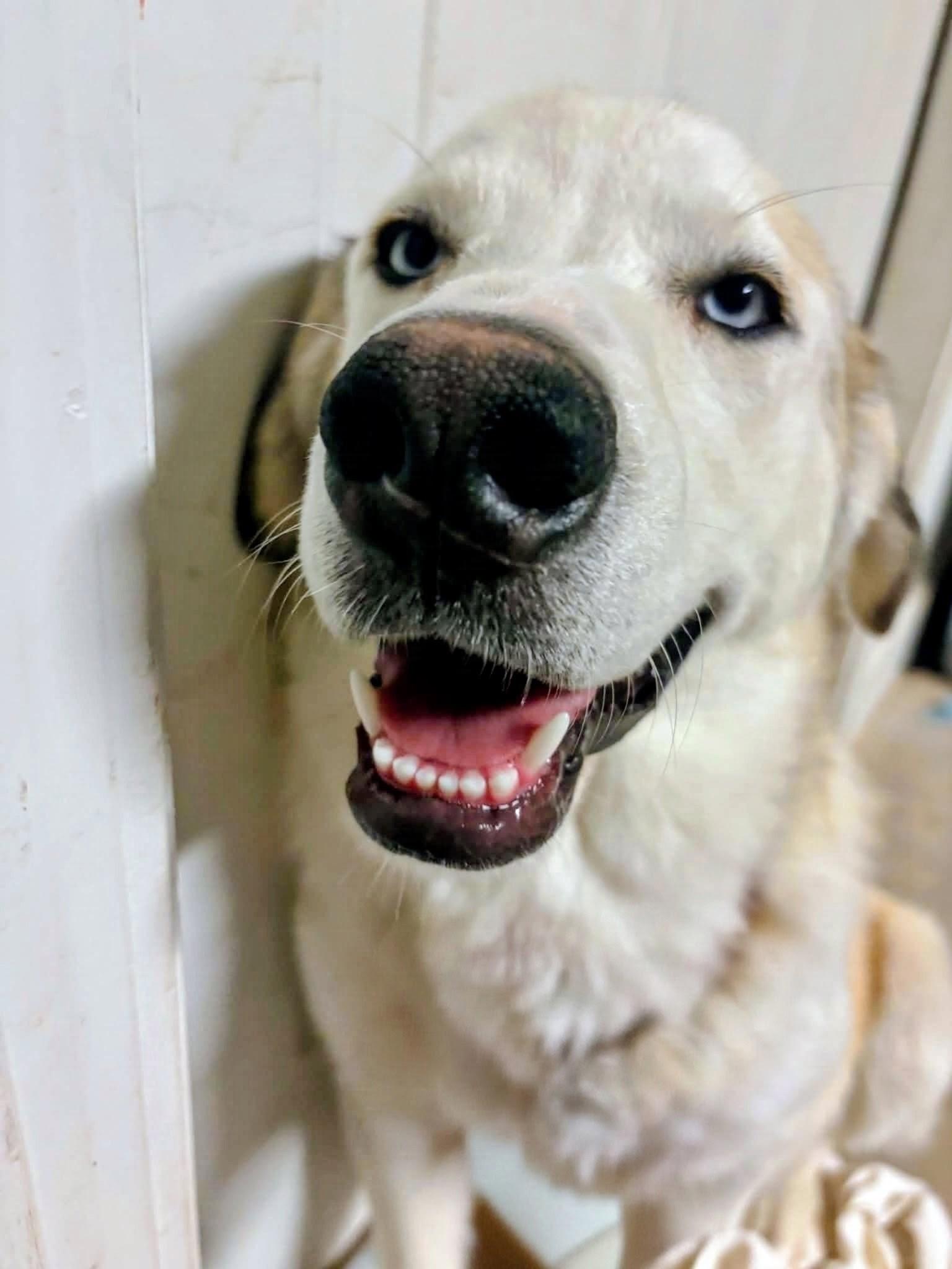 Enlarge Eva, a Adoptable mixed breed in Denver , CO image 5/6
