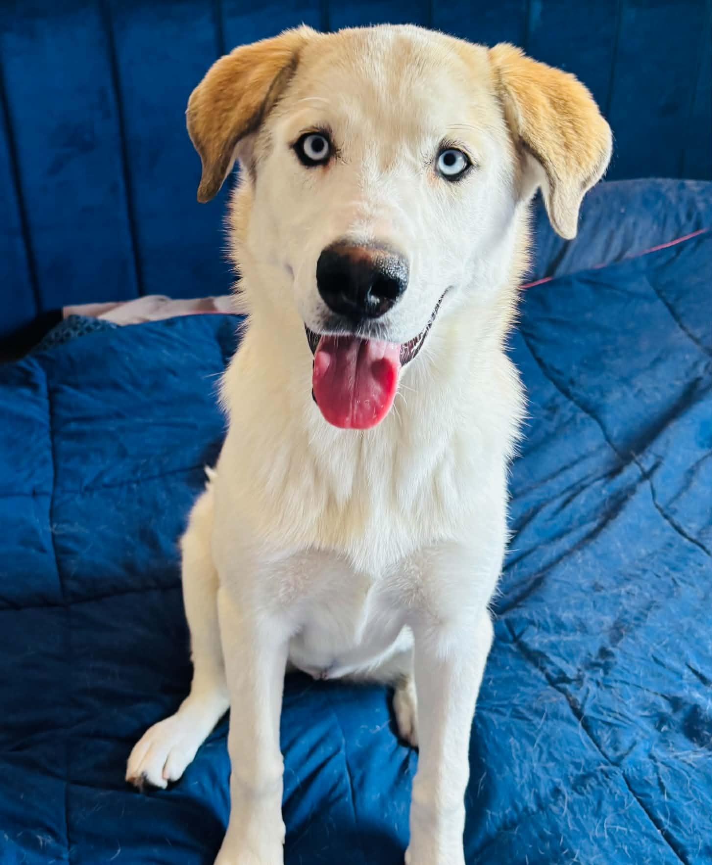 Enlarge Eva, a Adoptable mixed breed in Denver , CO image 4/6