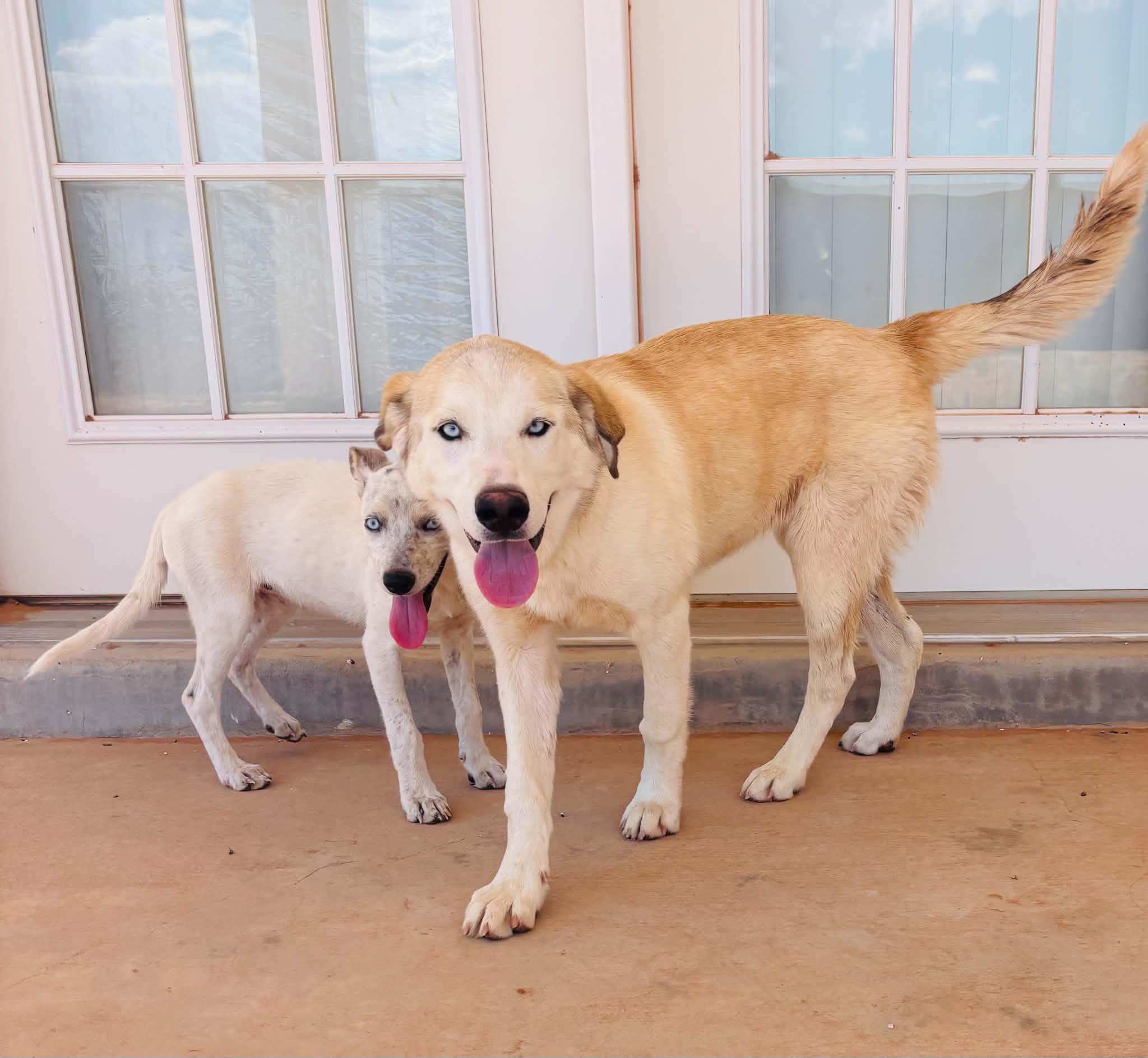 Enlarge Eva, a Adoptable mixed breed in Denver , CO image 6/6
