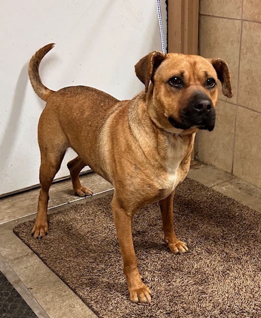 Dog for adoption Lucy, a Mixed Breed in Denison, IA Petfinder