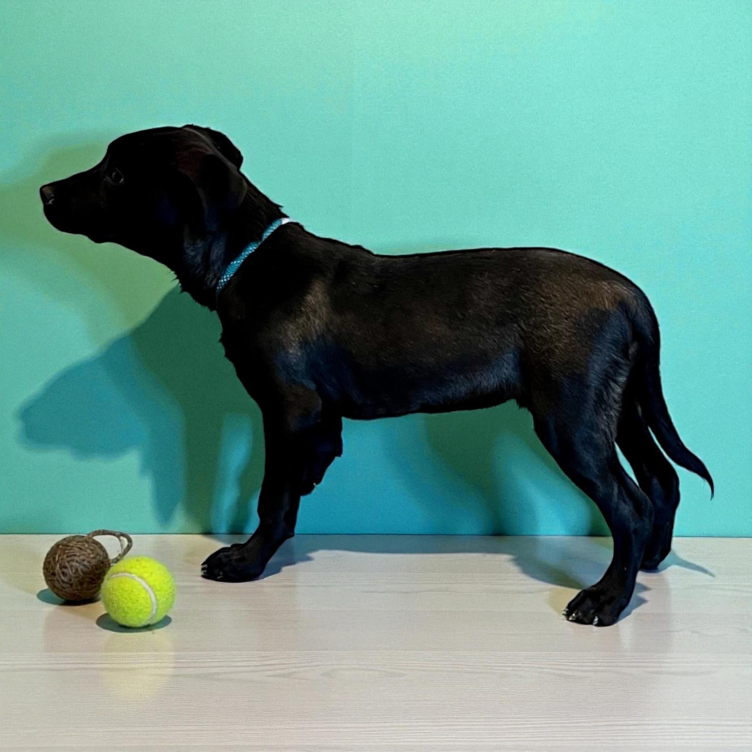 Jett, a Adoptable mixed breed in Horn Lake, MS image 3/6