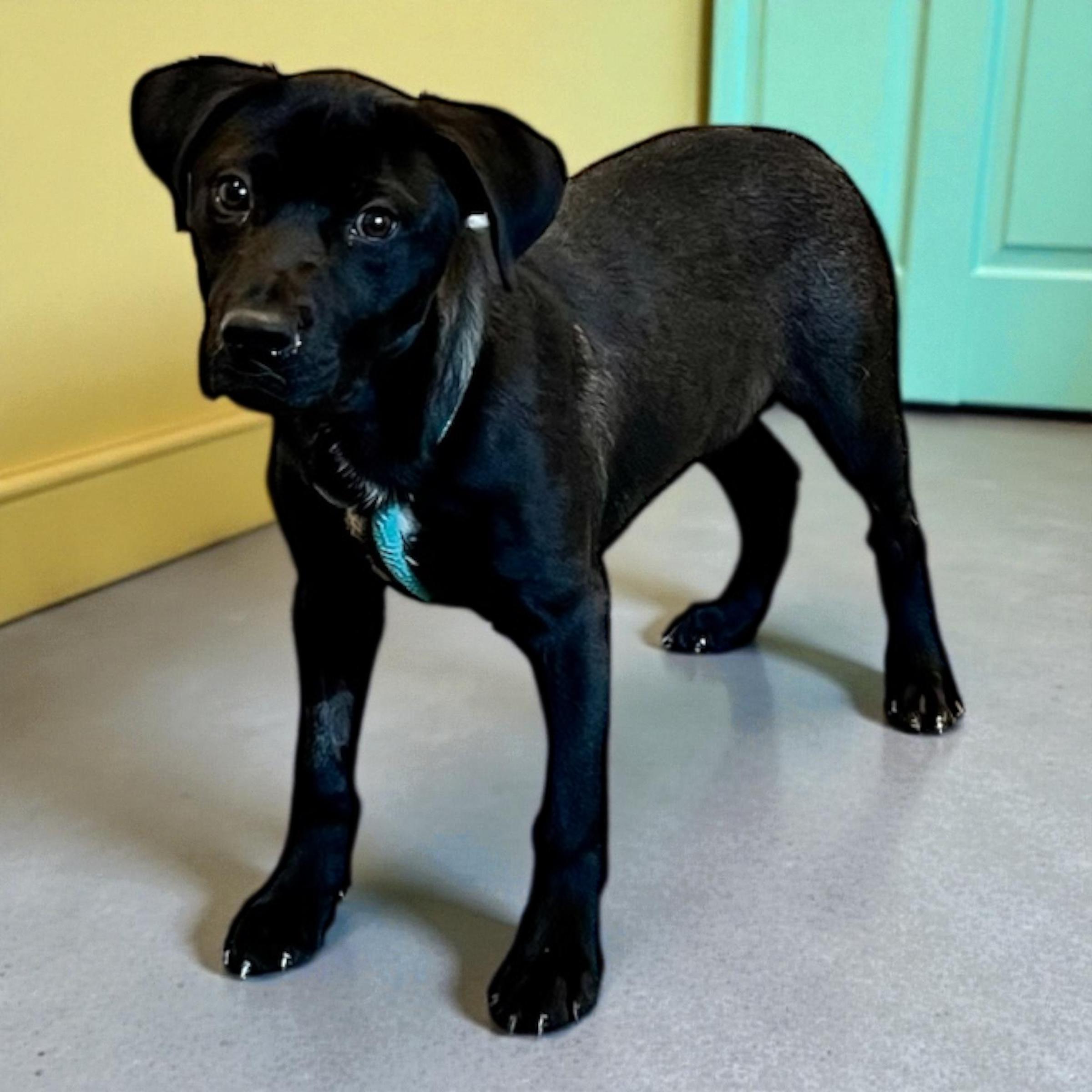 Jett, Adoptable, Young Male Black Labrador Retriever.