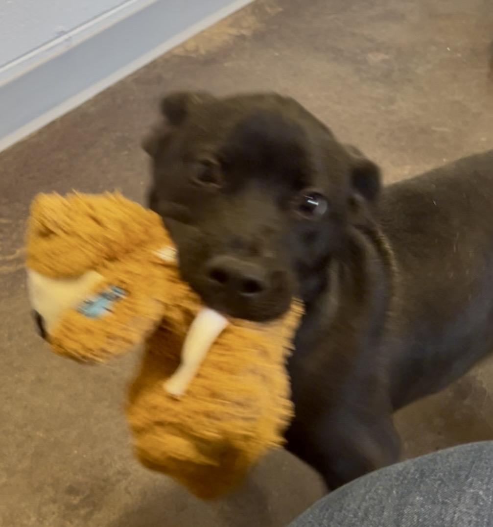 Jett, a Adoptable mixed breed in Horn Lake, MS image 2/6