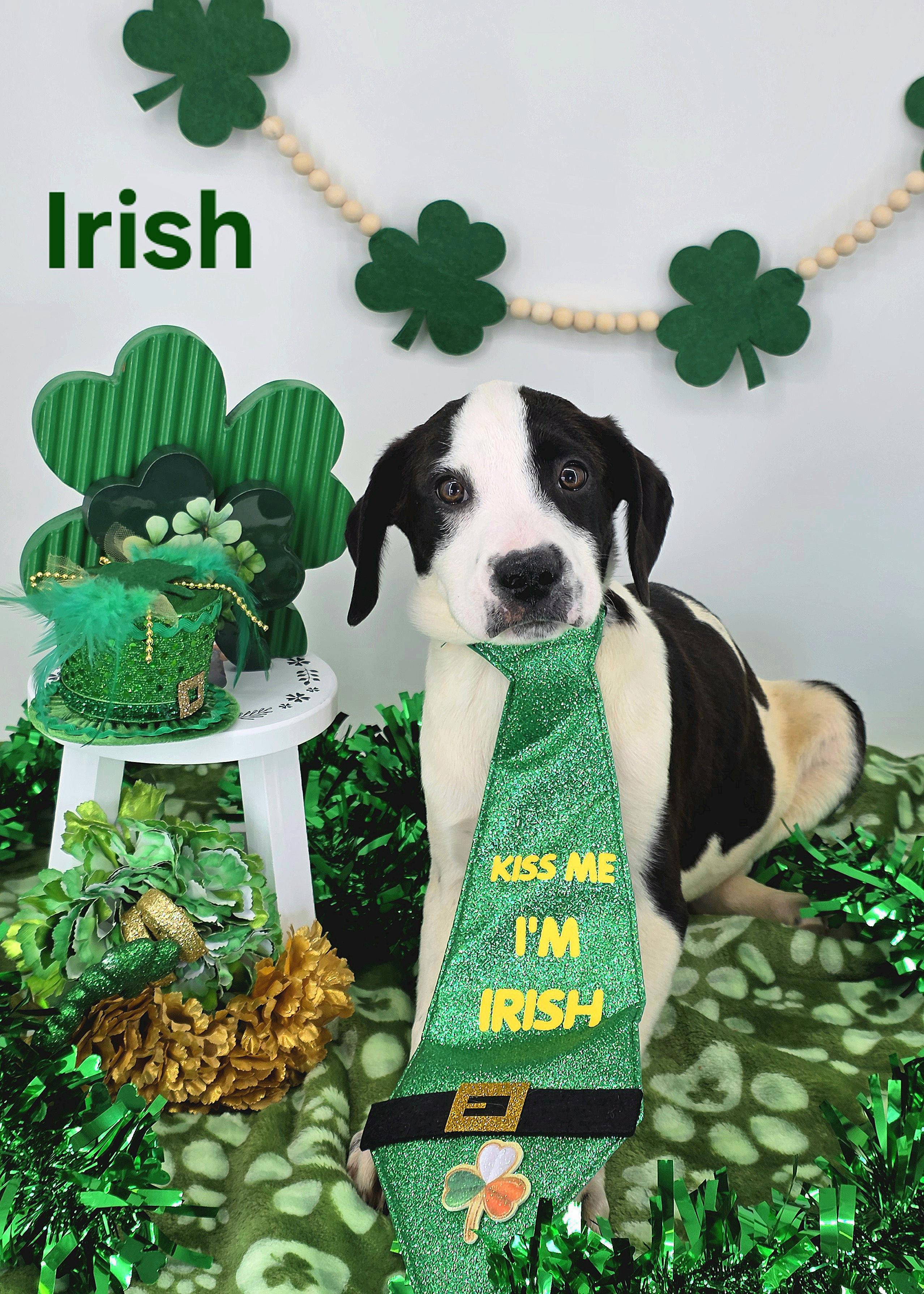 Enlarge Irish , an adopted mixed breed in Knoxville, TN image 3/4