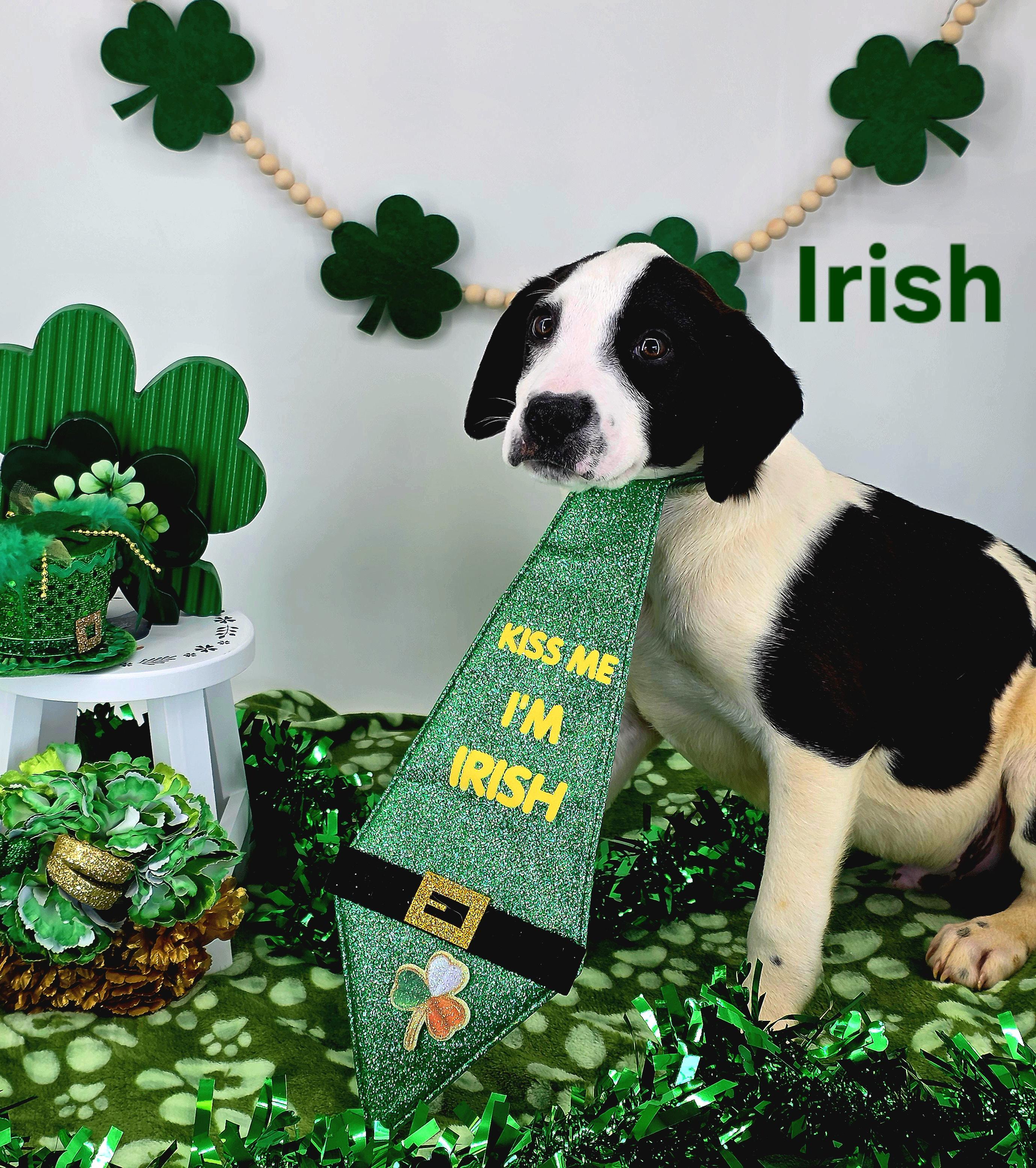 Irish , adopted, Puppy Male Great Dane.