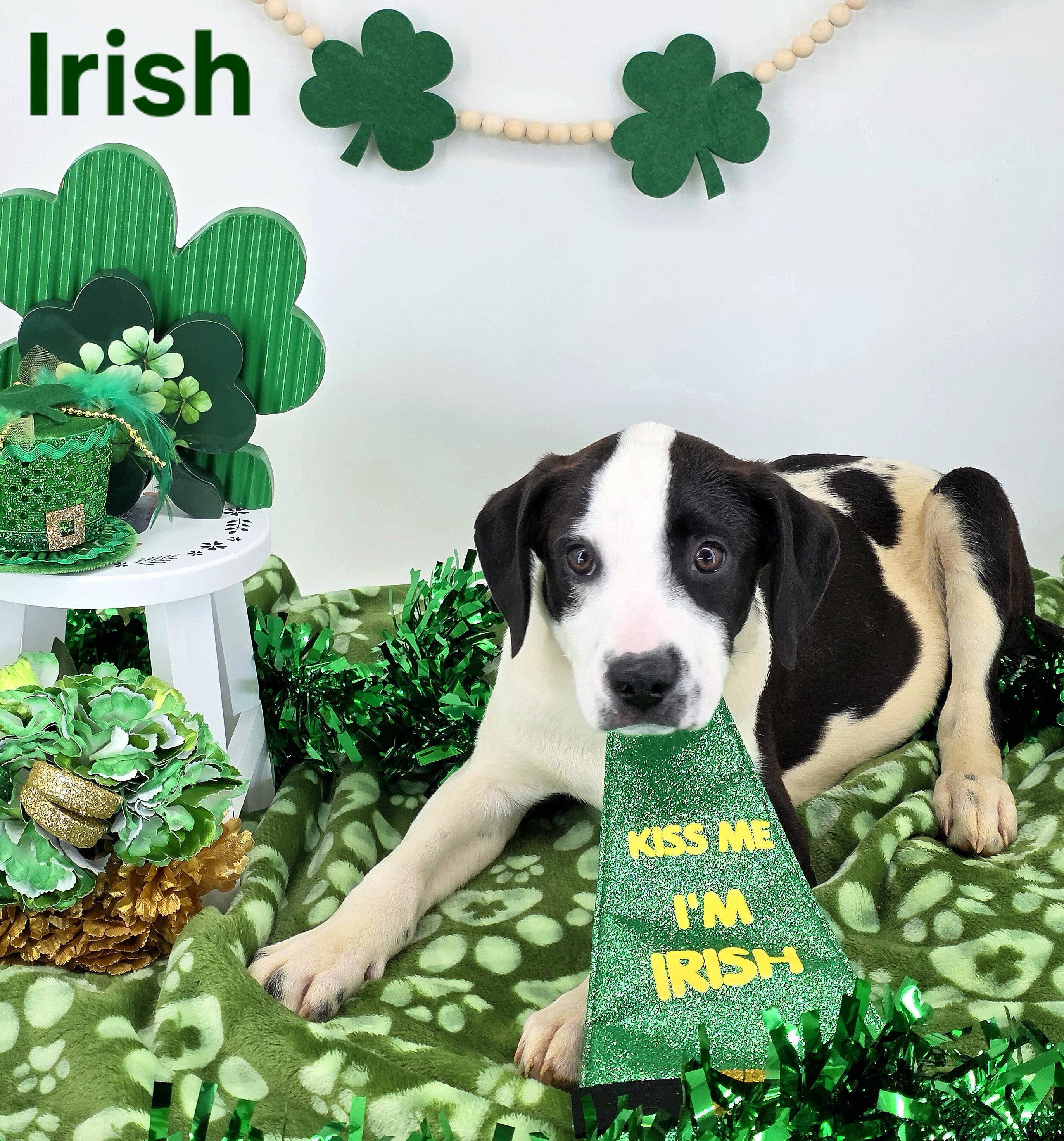 Enlarge Irish , an adopted mixed breed in Knoxville, TN image 2/4