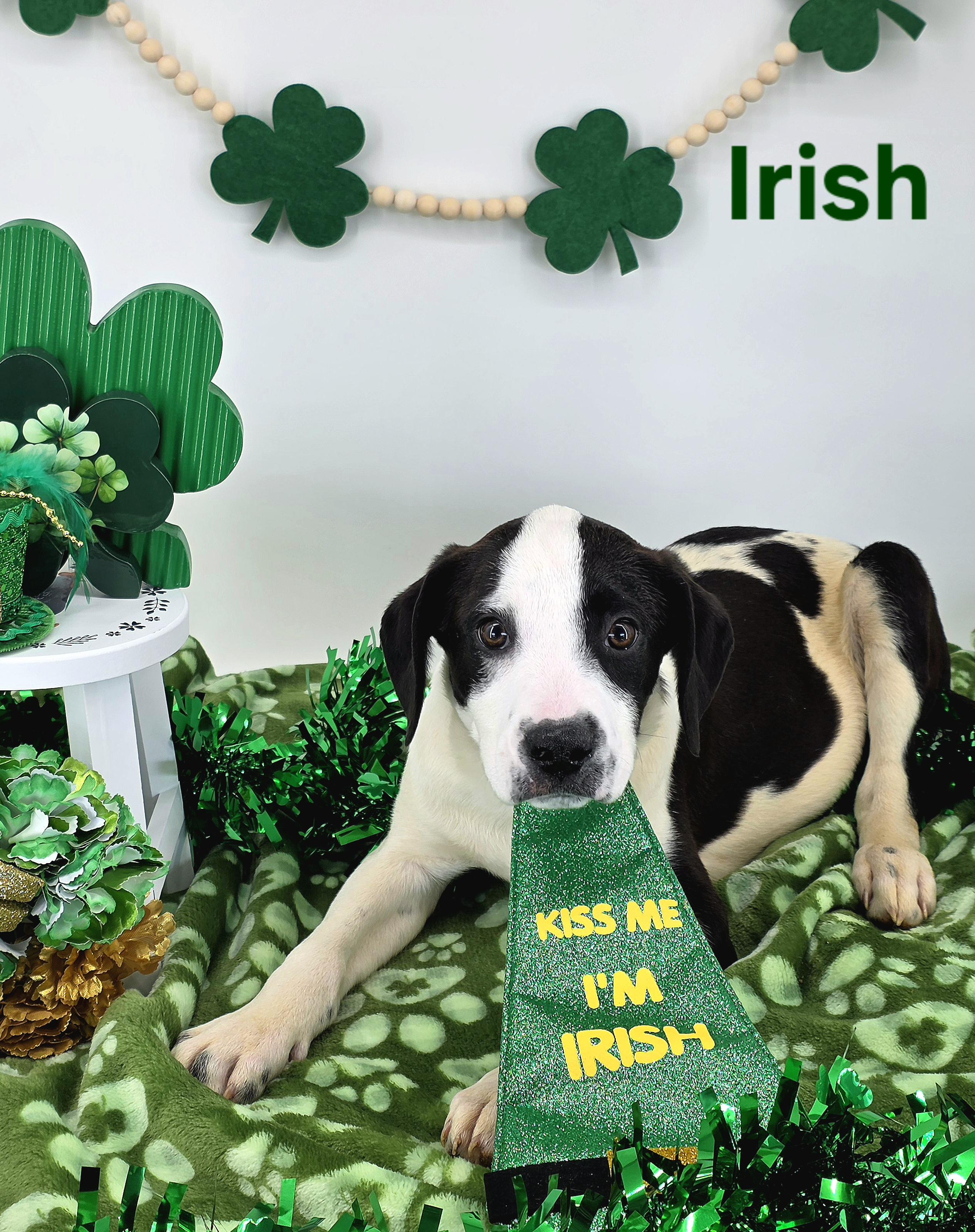 Enlarge Irish , an adopted mixed breed in Knoxville, TN image 4/4