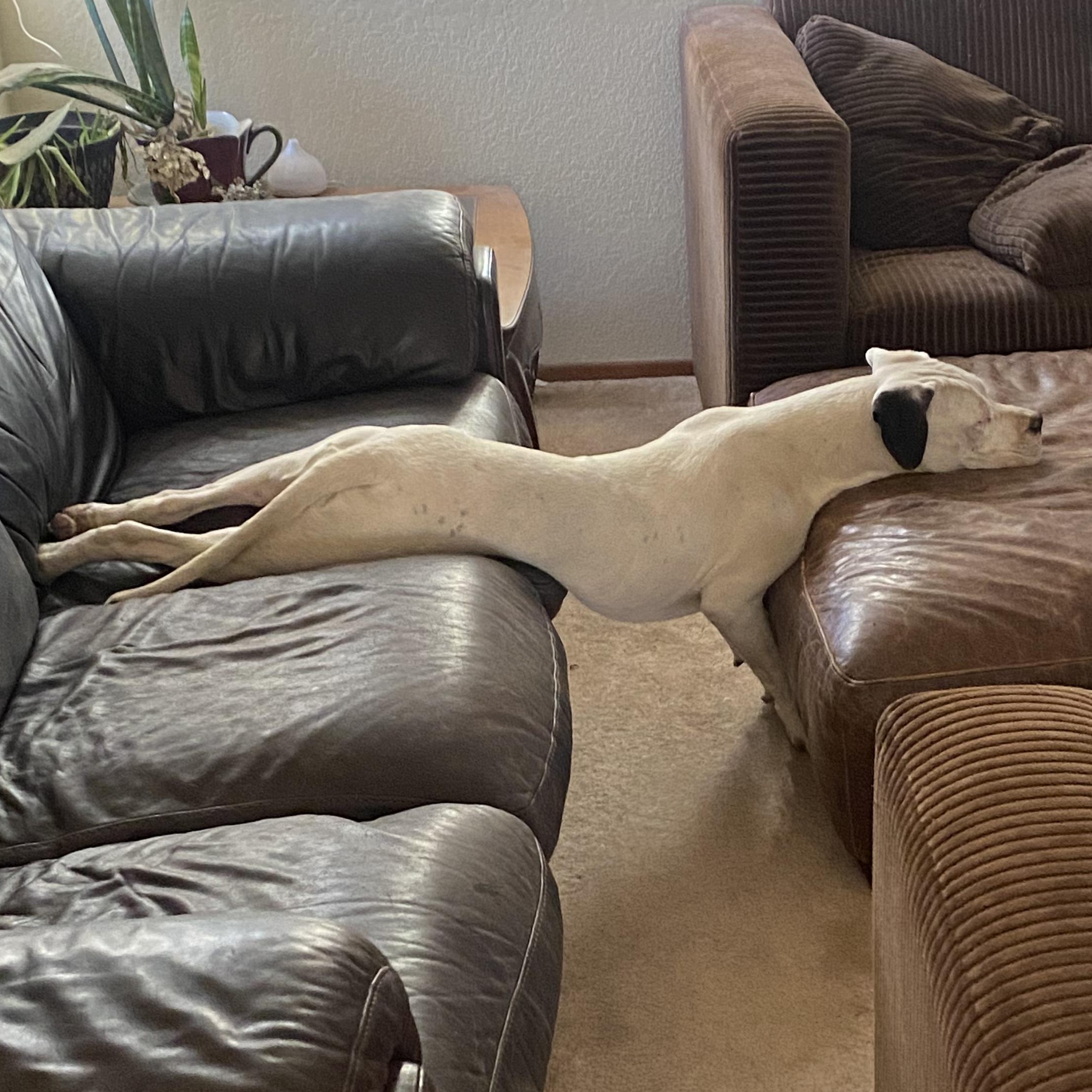 Enlarge HARLEY & LUNA, a Adoptable mixed breed in PORTLAND, OR image 1/6
