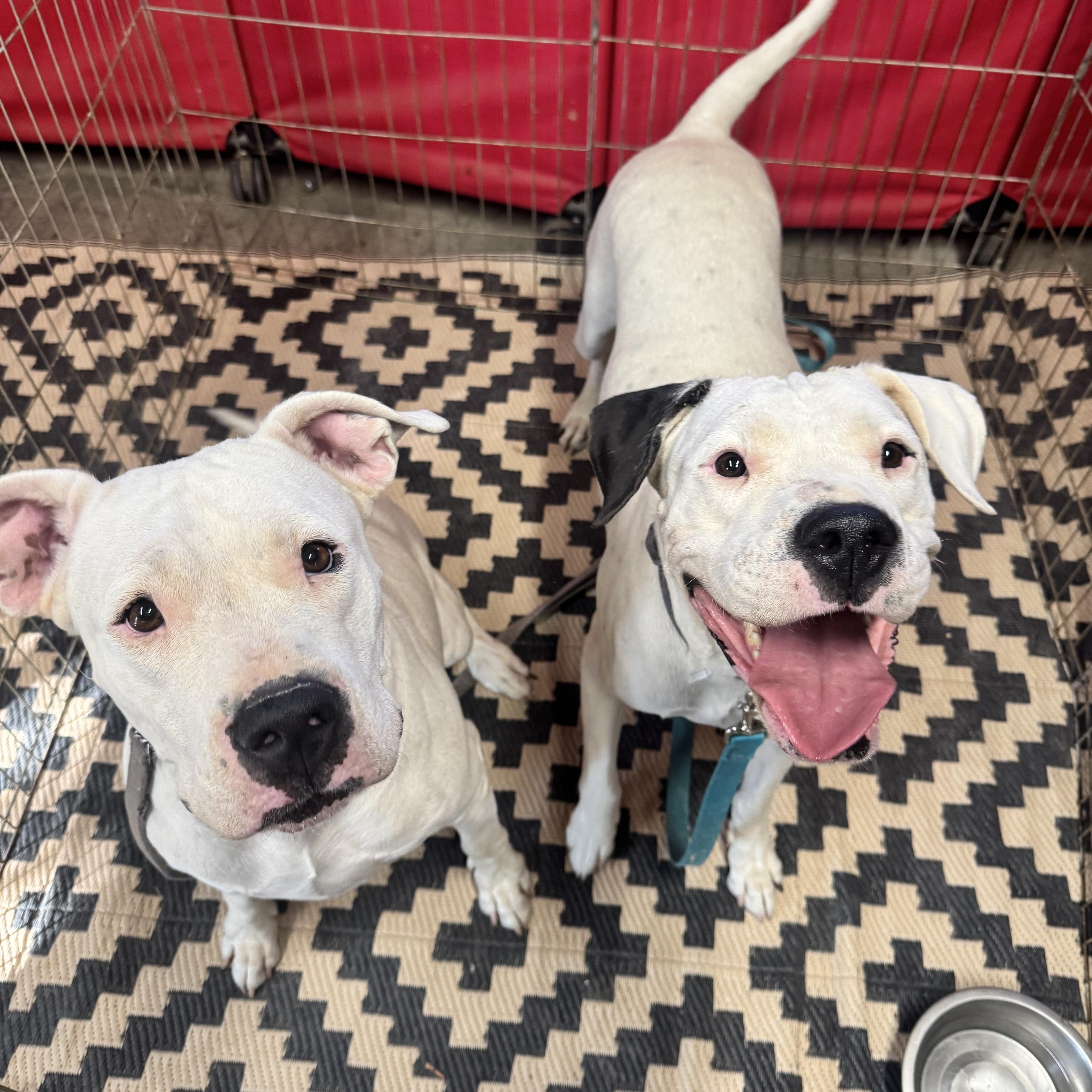 HARLEY & LUNA, Adoptable, Adult Female Mixed Breed & Pit Bull Terrier.