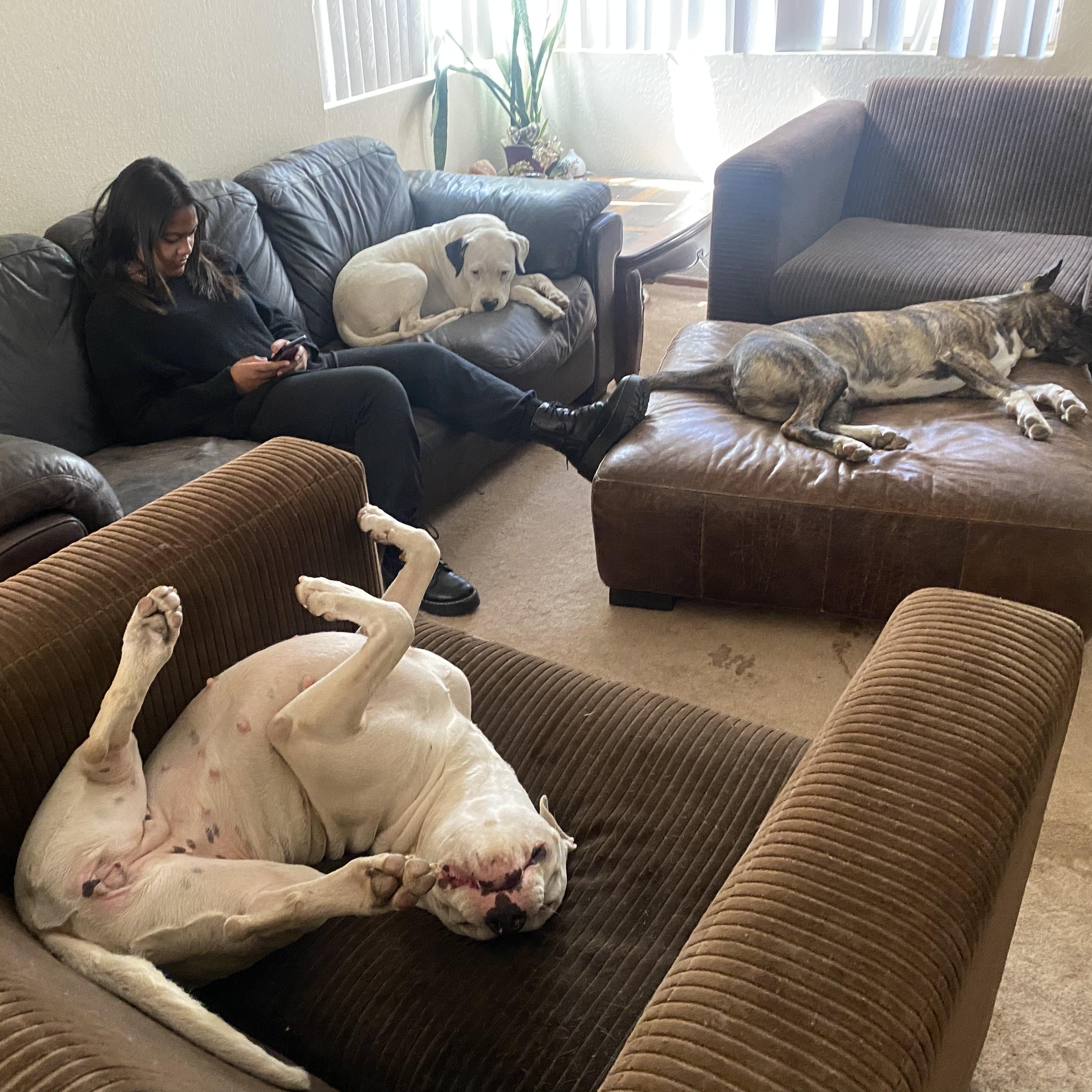 Enlarge HARLEY & LUNA, a Adoptable mixed breed in PORTLAND, OR image 4/6