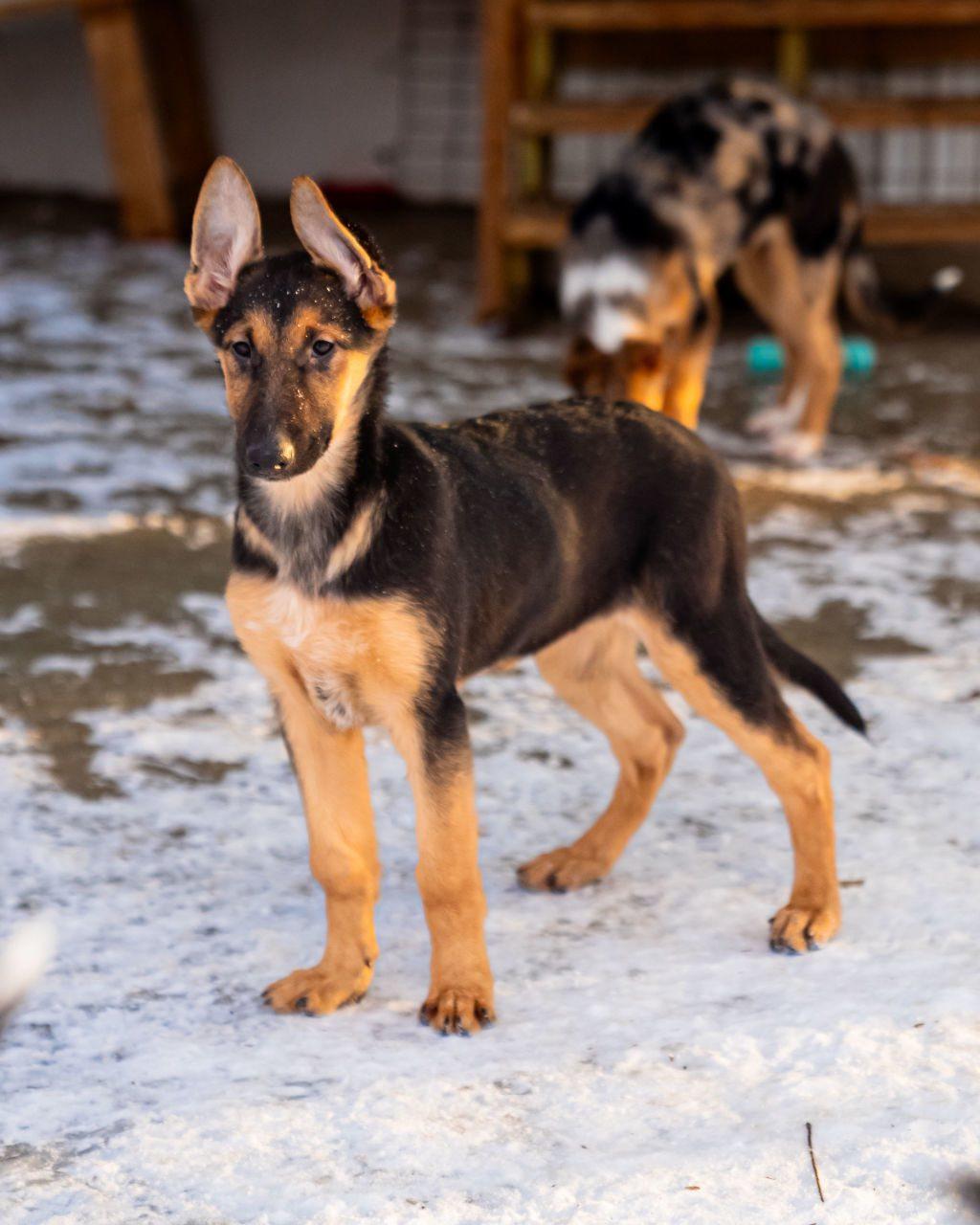 Enlarge Venus, an adopted mixed breed in Dellslow, WV image 3/5