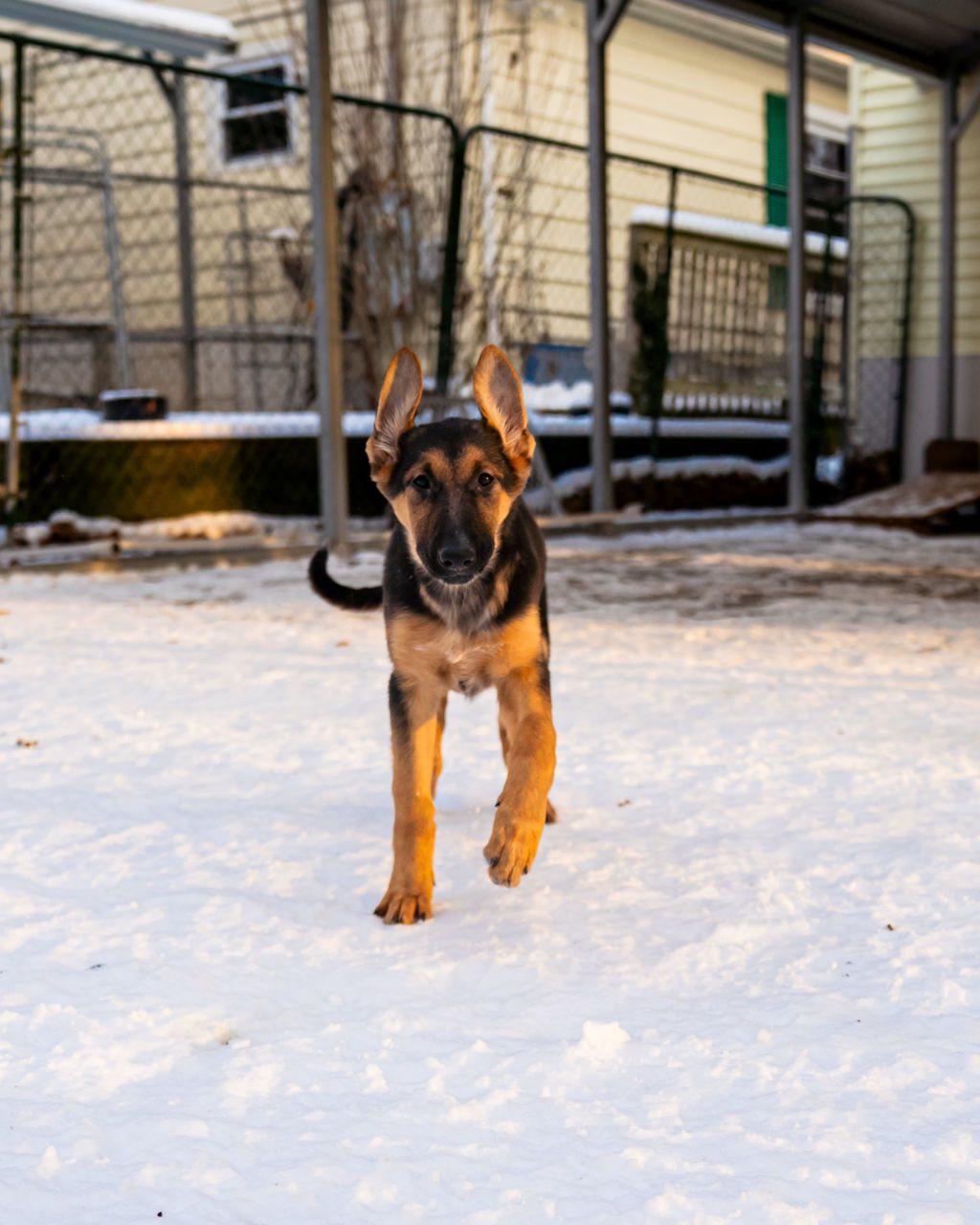 Venus, adopted, Young Female Collie & German Shepherd Dog.