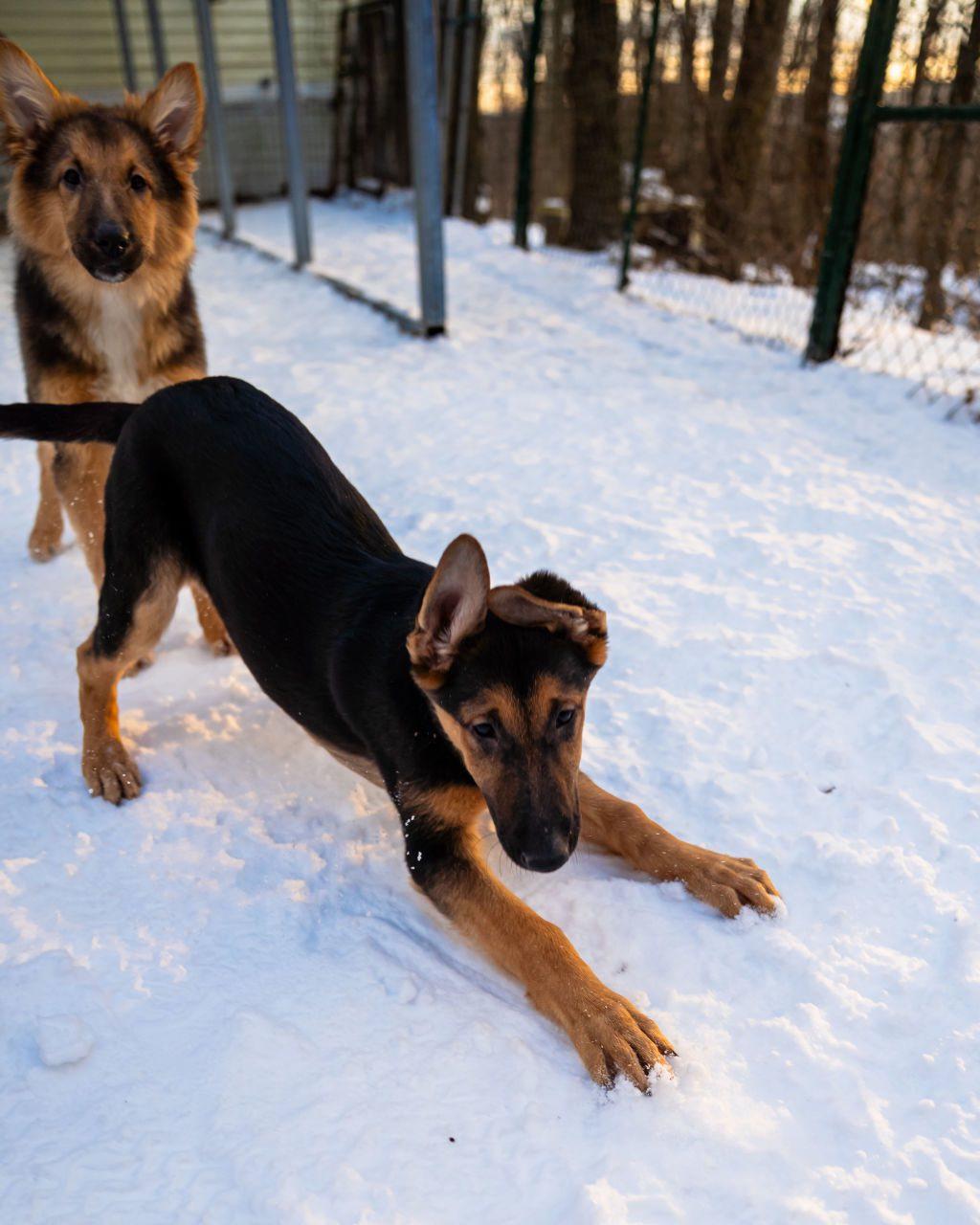 Enlarge Venus, an adopted mixed breed in Dellslow, WV image 4/5