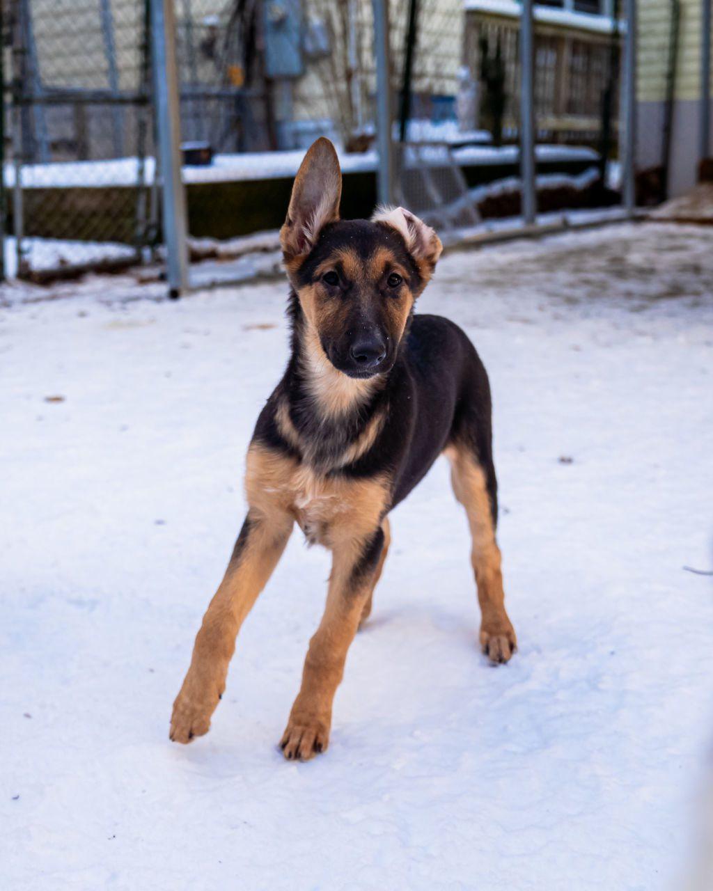 Enlarge Venus, an adopted mixed breed in Dellslow, WV image 2/5