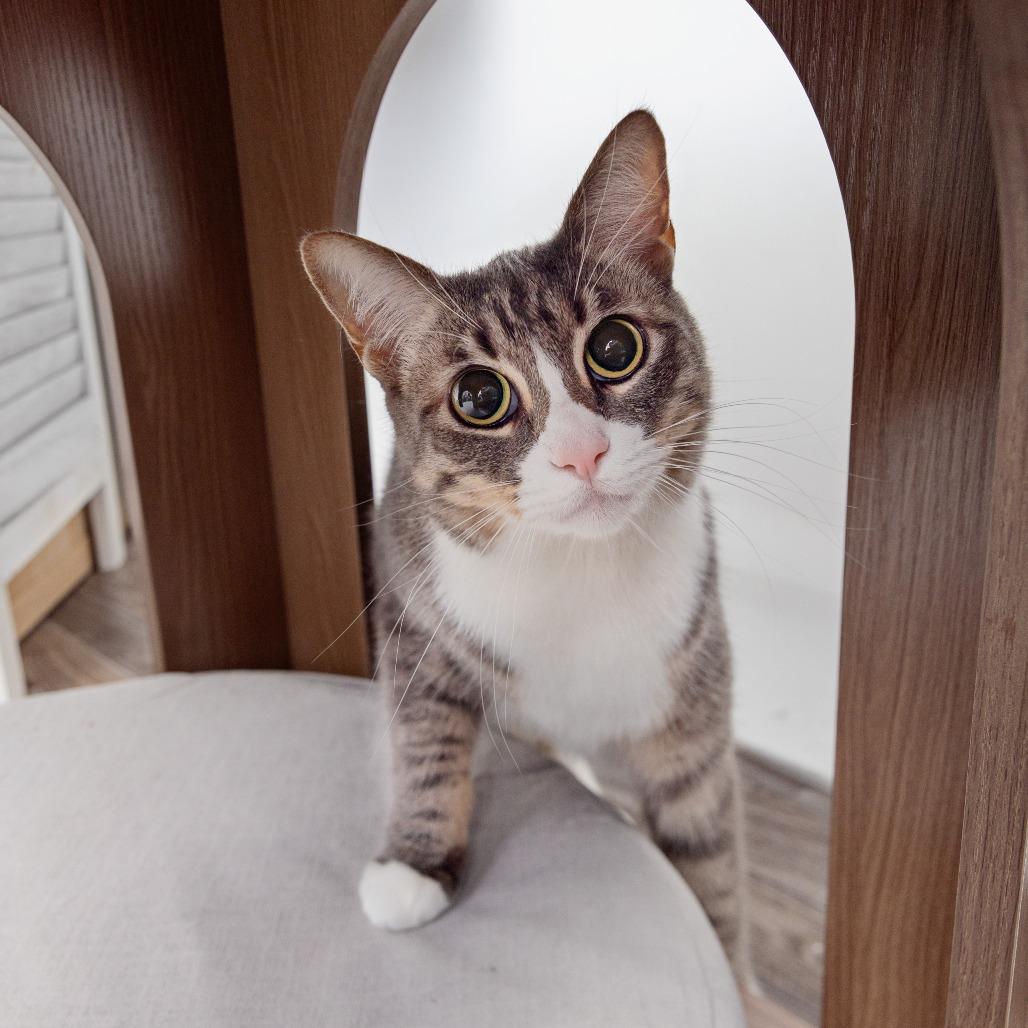 Osprey, Adoptable, Adult Female Domestic Short Hair.