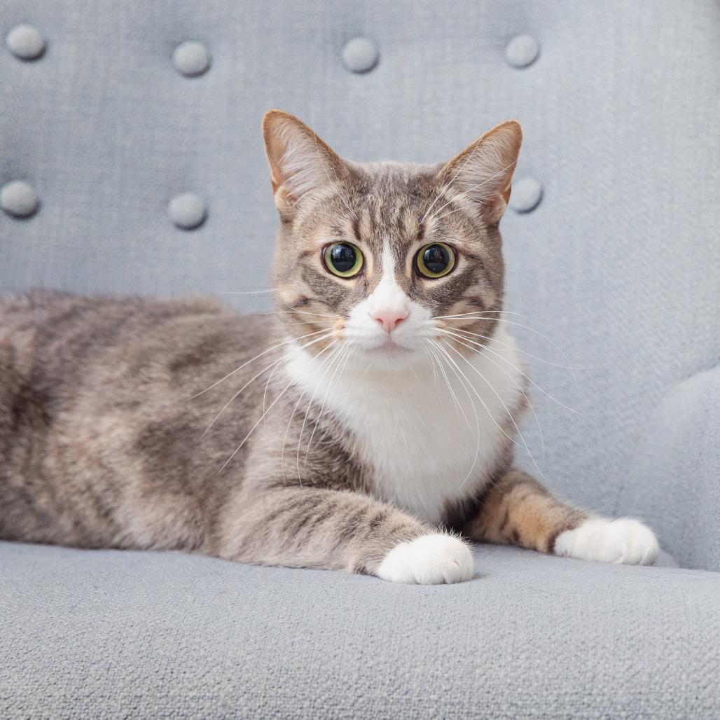 Osprey, a Adoptable Domestic Short Hair in League City, TX image 2/2