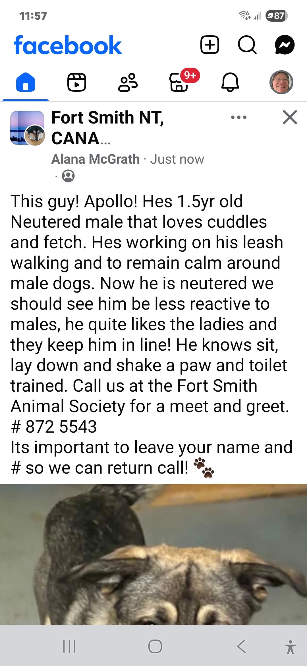 Appollo, a ADOPTABLE mixed breed in Fort Smith, NT image 3/3
