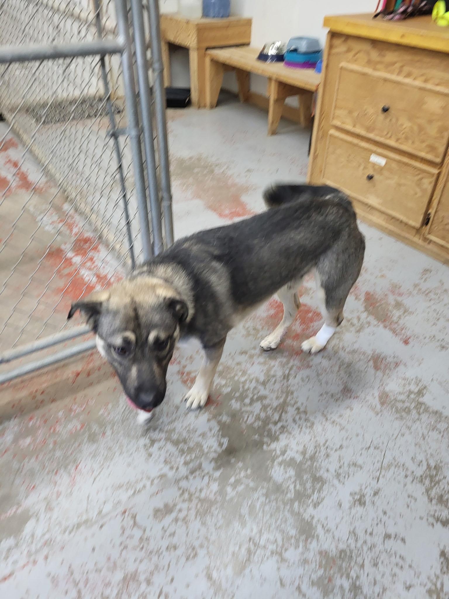 Appollo, a ADOPTABLE mixed breed in Fort Smith, NT image 2/3