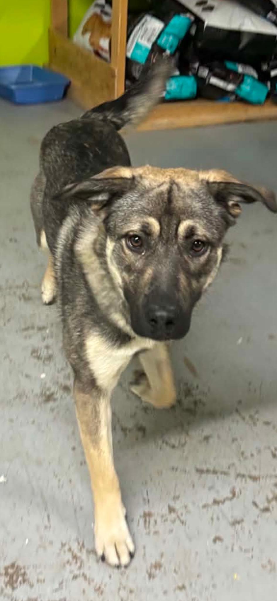 Appollo, ADOPTABLE, Adult Male Husky.