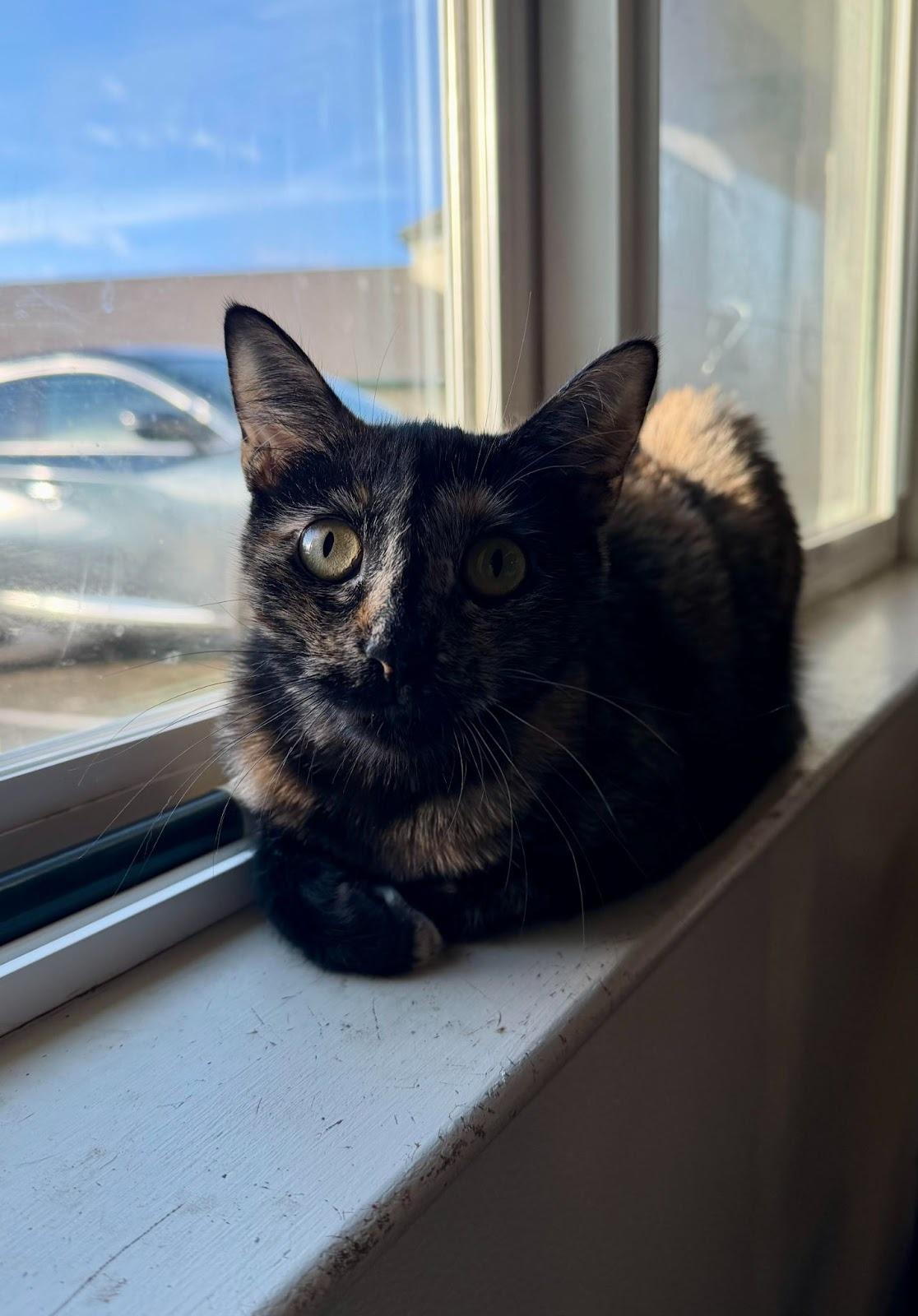 Enlarge Taffy, a ADOPTABLE Tortoiseshell in Jackson, CA image 1/1